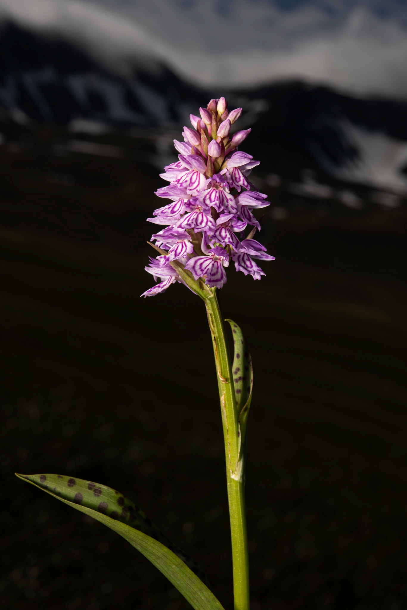 Heath spotte orchid (Dactylorhiza maculata),friggjargras.