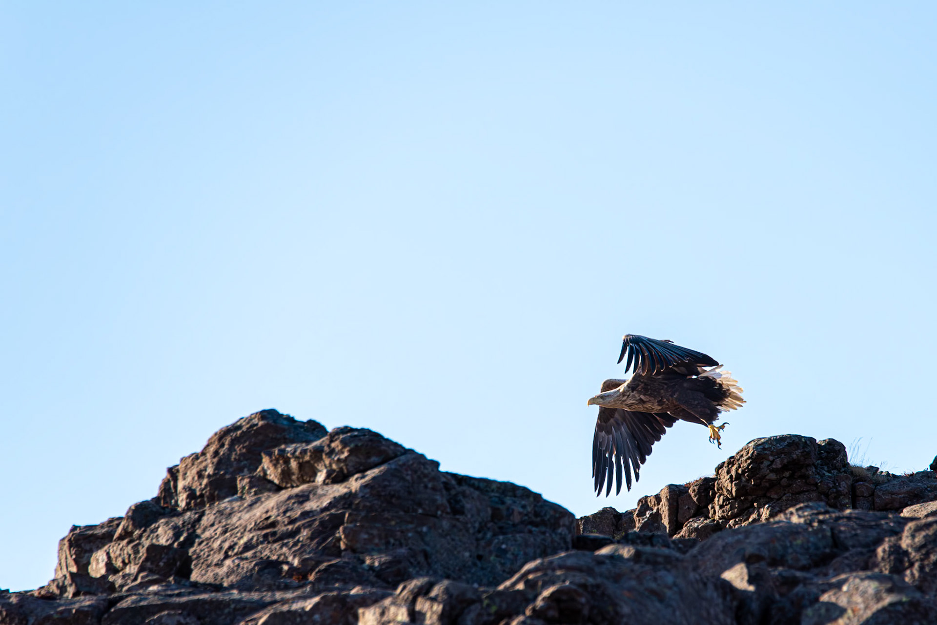 Haförn -White-tailed eagle, Haliaeetus albicilla, haförn.