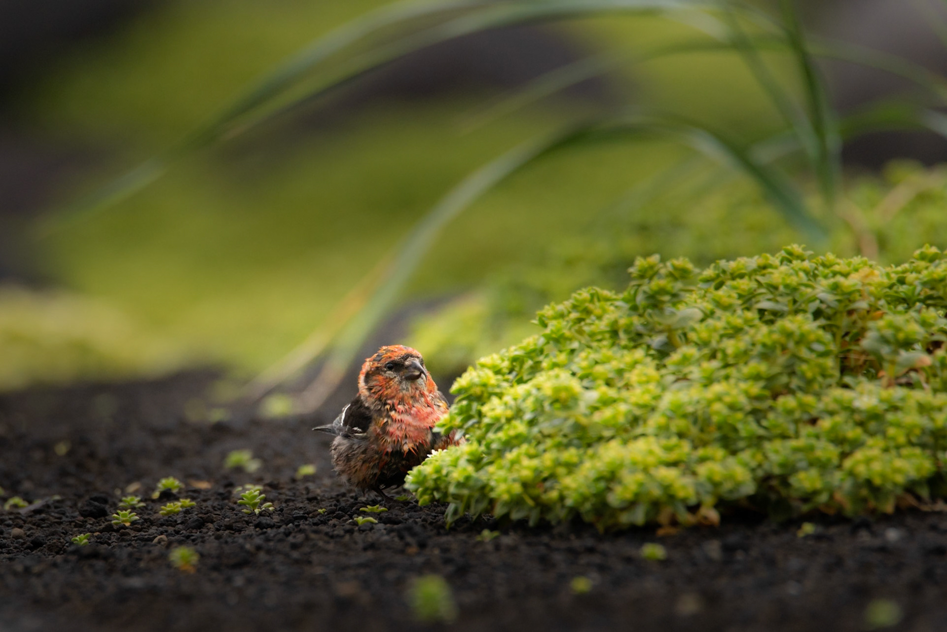 Víxlnefur -In July 2021 I went for the second time to Surtsey nature reserve. There I saw this amazing bird that is not often seen in Iceland, Two-barred crossbill (Loxia leucoptera).
