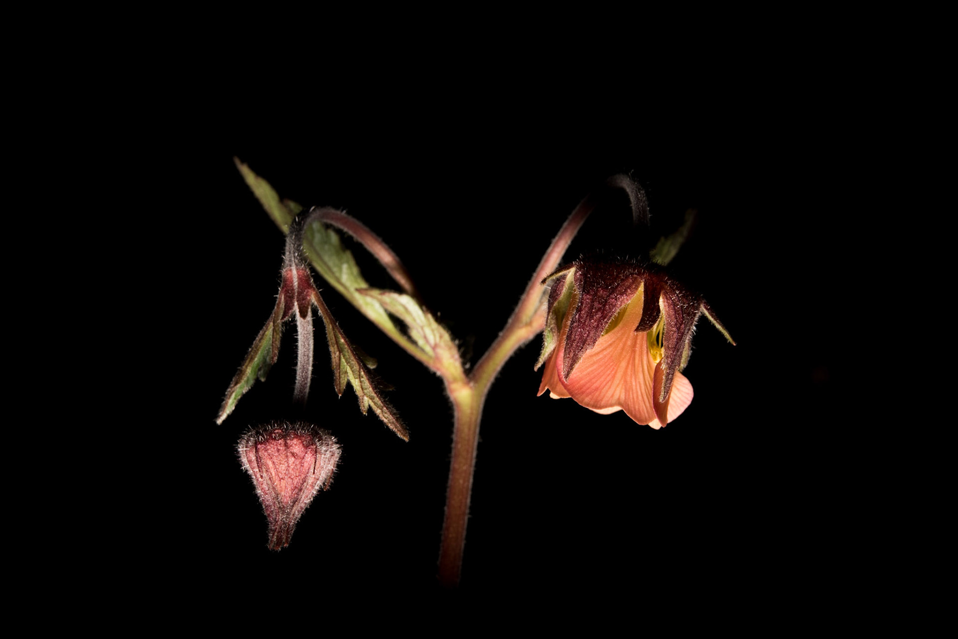 ©SVANA Water avens, Geum rivale, fjalldalafífill.