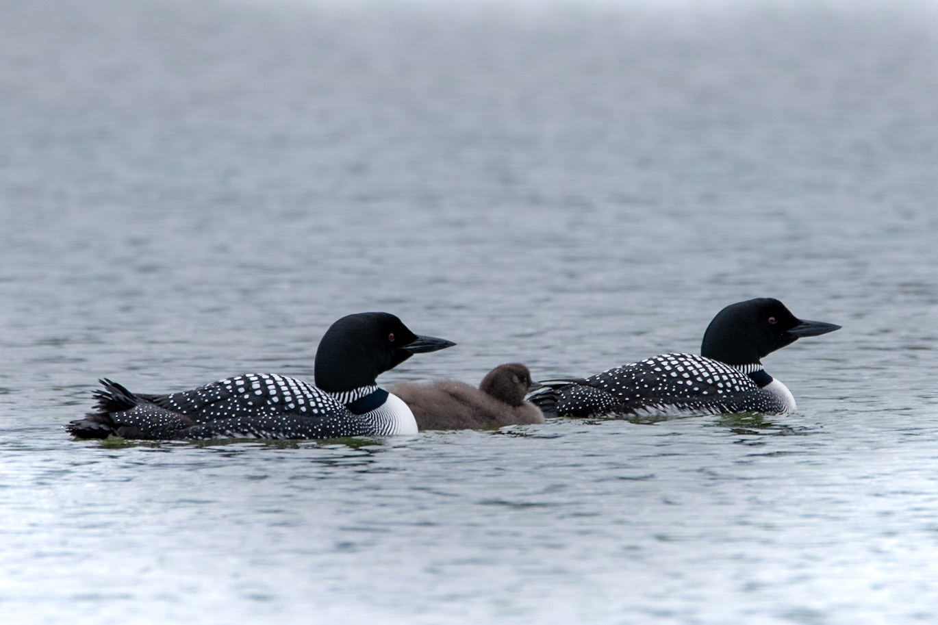 ©SVANA Common loon.Gavia immer.