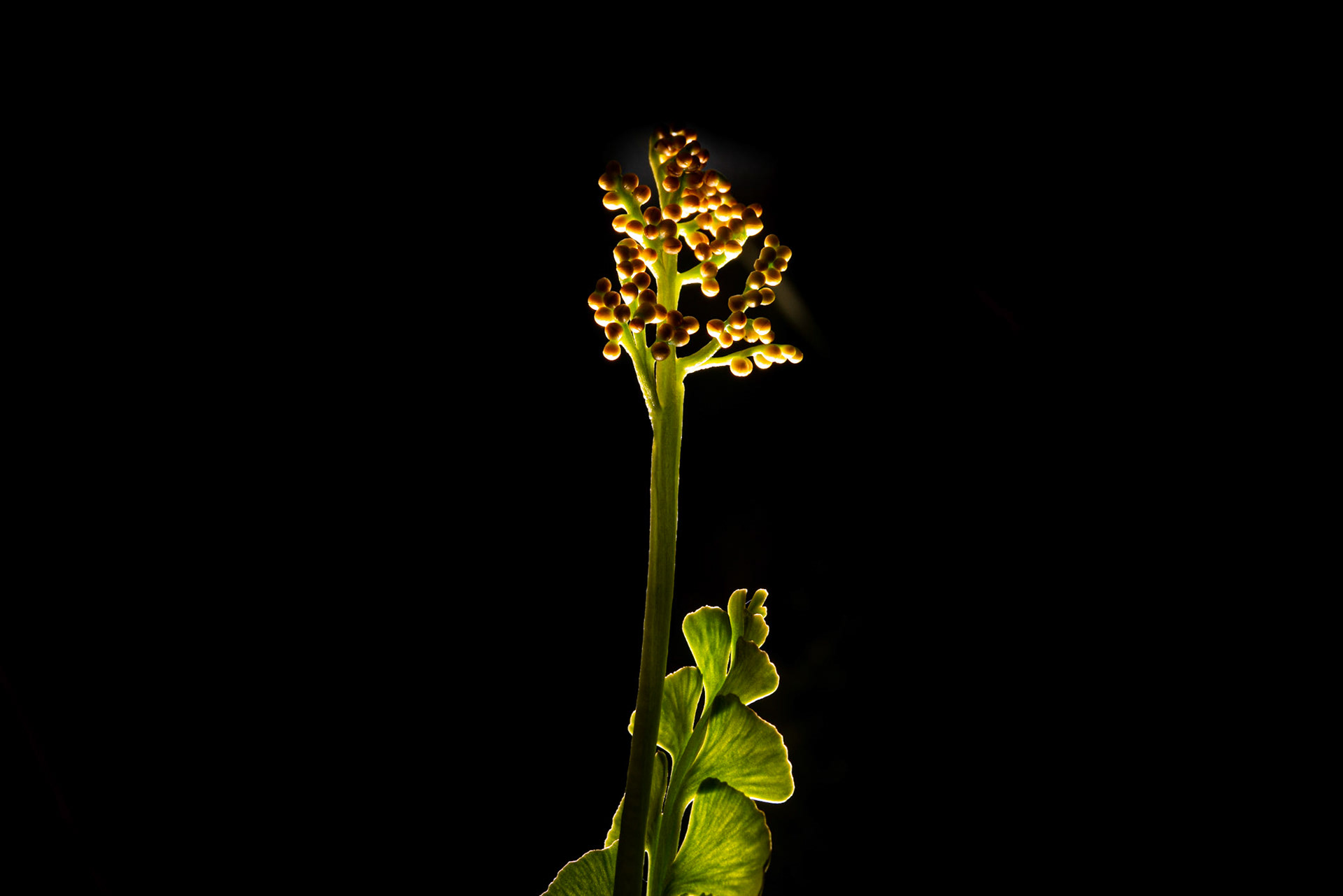 ©SVANA Botrychium lunaria, common moonwort, tungljurt.