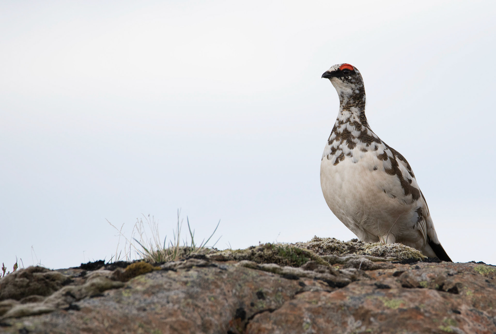 ©SVANA The territorial male rock ptarmigan at the end of May, still partly in its winter costume.