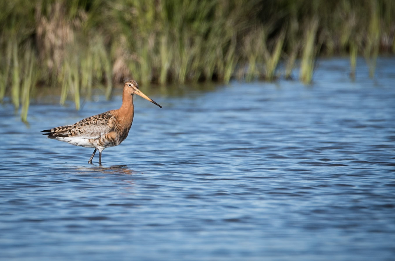 After seeing several Black-tailed godwit on a field, I managed to spot this one wading in a pond nearby.