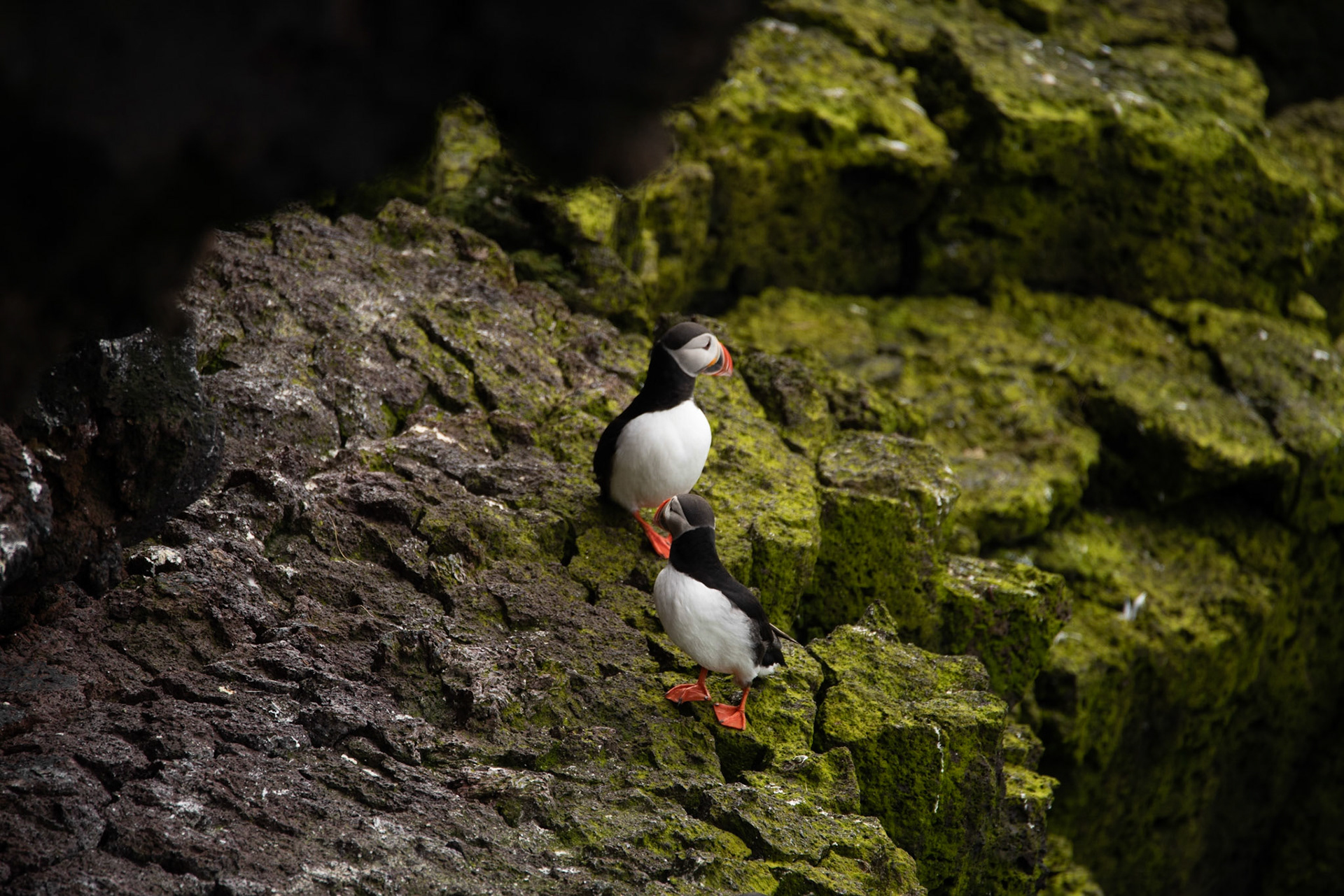 ©SVANA Atlantic puffin, Fratercula arctica, lundi.