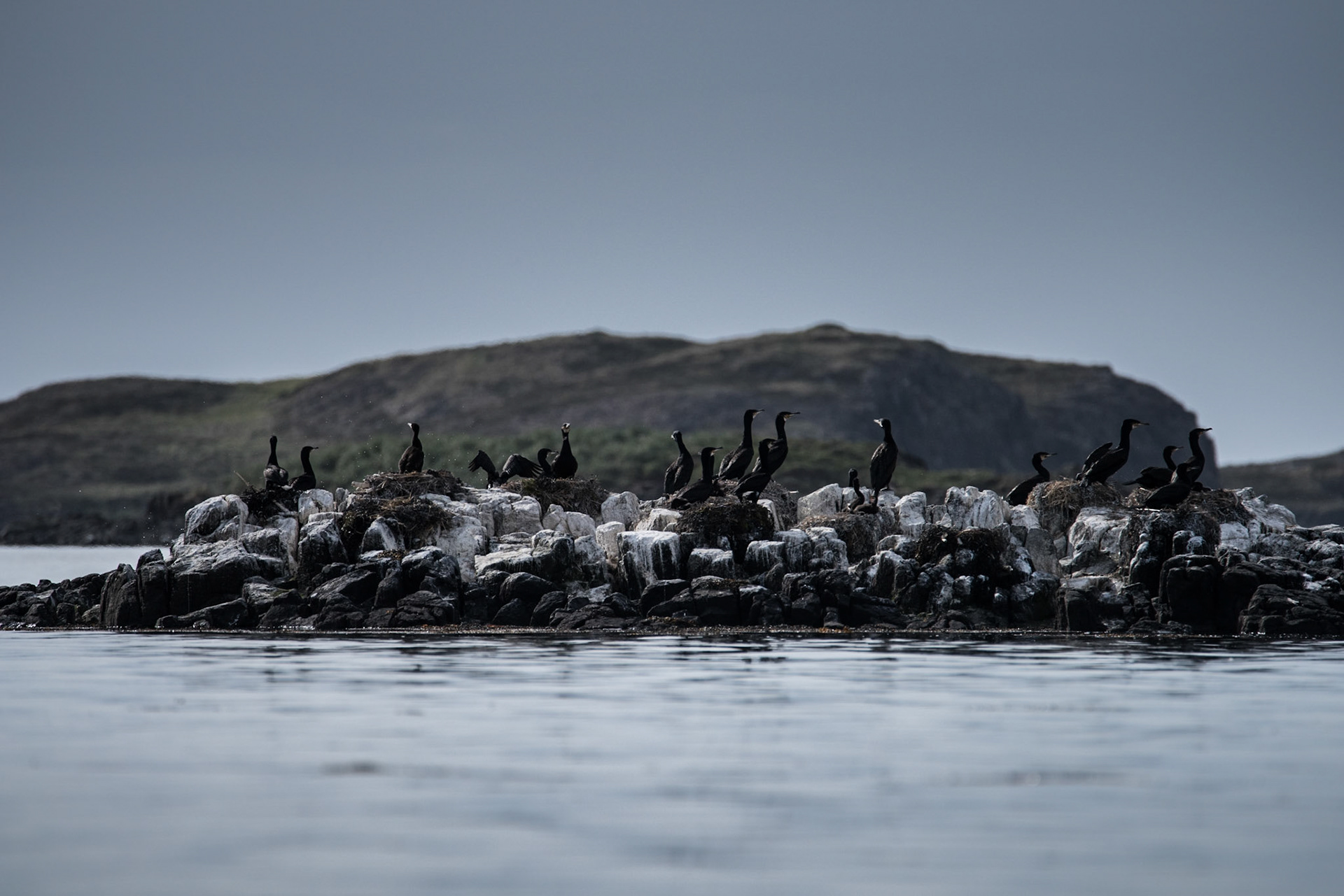 ©SVANA Colony of Great Cormorant in Breiðafjörður.