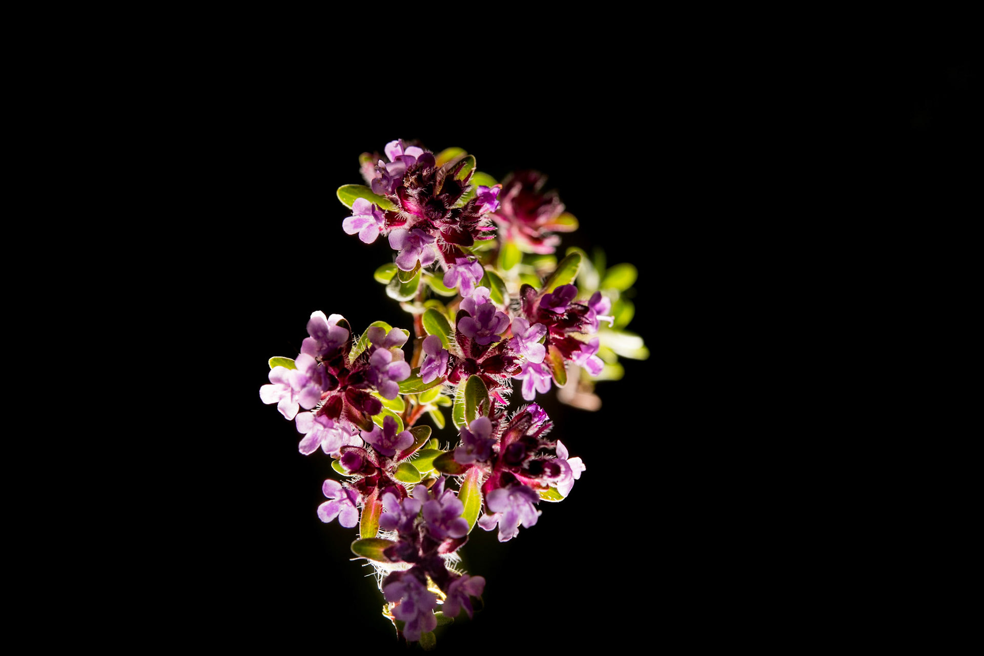 ©SVANA Thymus praecox subsp. arcticus, creeping thyme, mother of thyme, blóðberg.