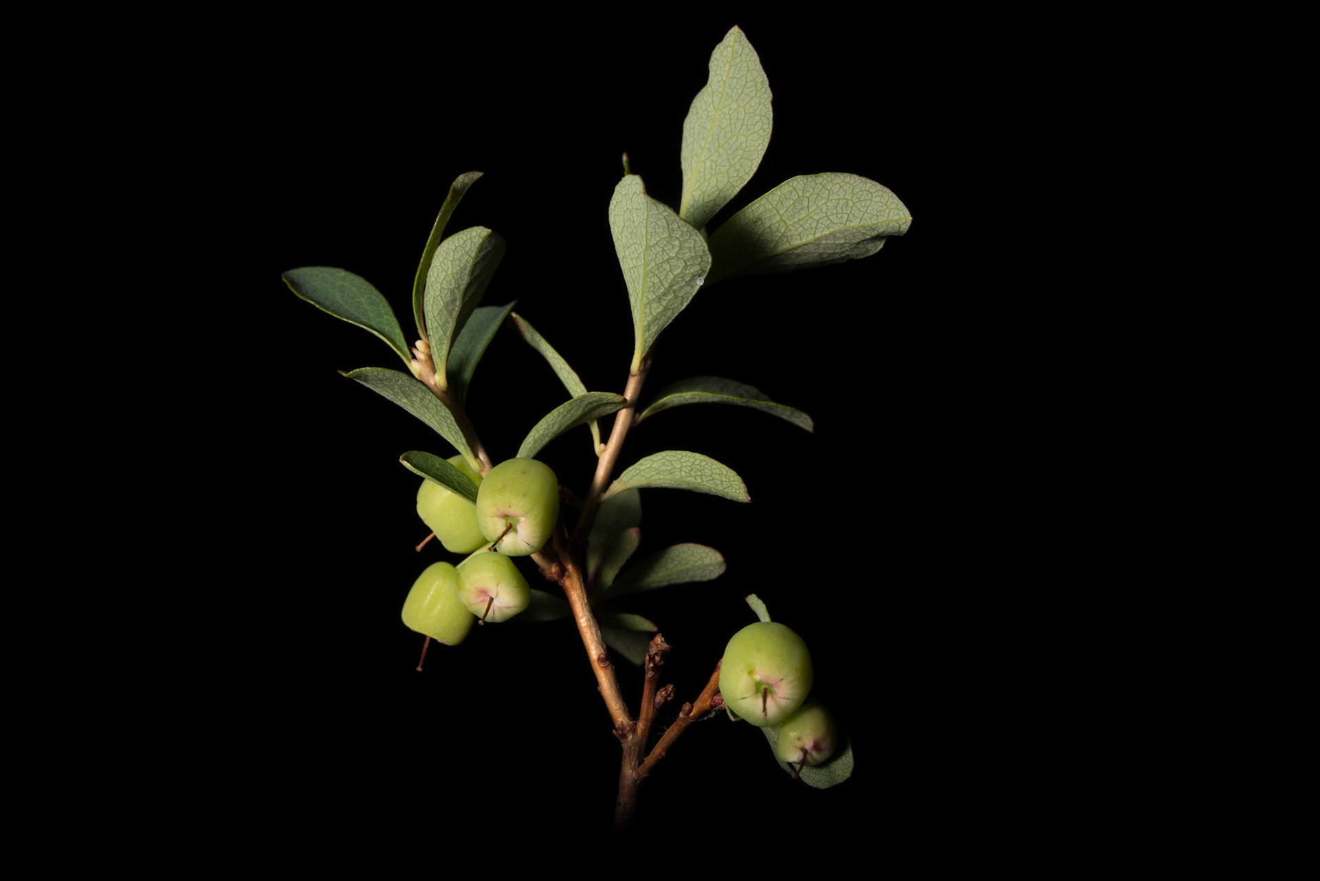 ©SVANA Bog Bilberry, Bog Blueberry, Bog Whortleberry, Vaccinium uliginosum, bláberjalyng.