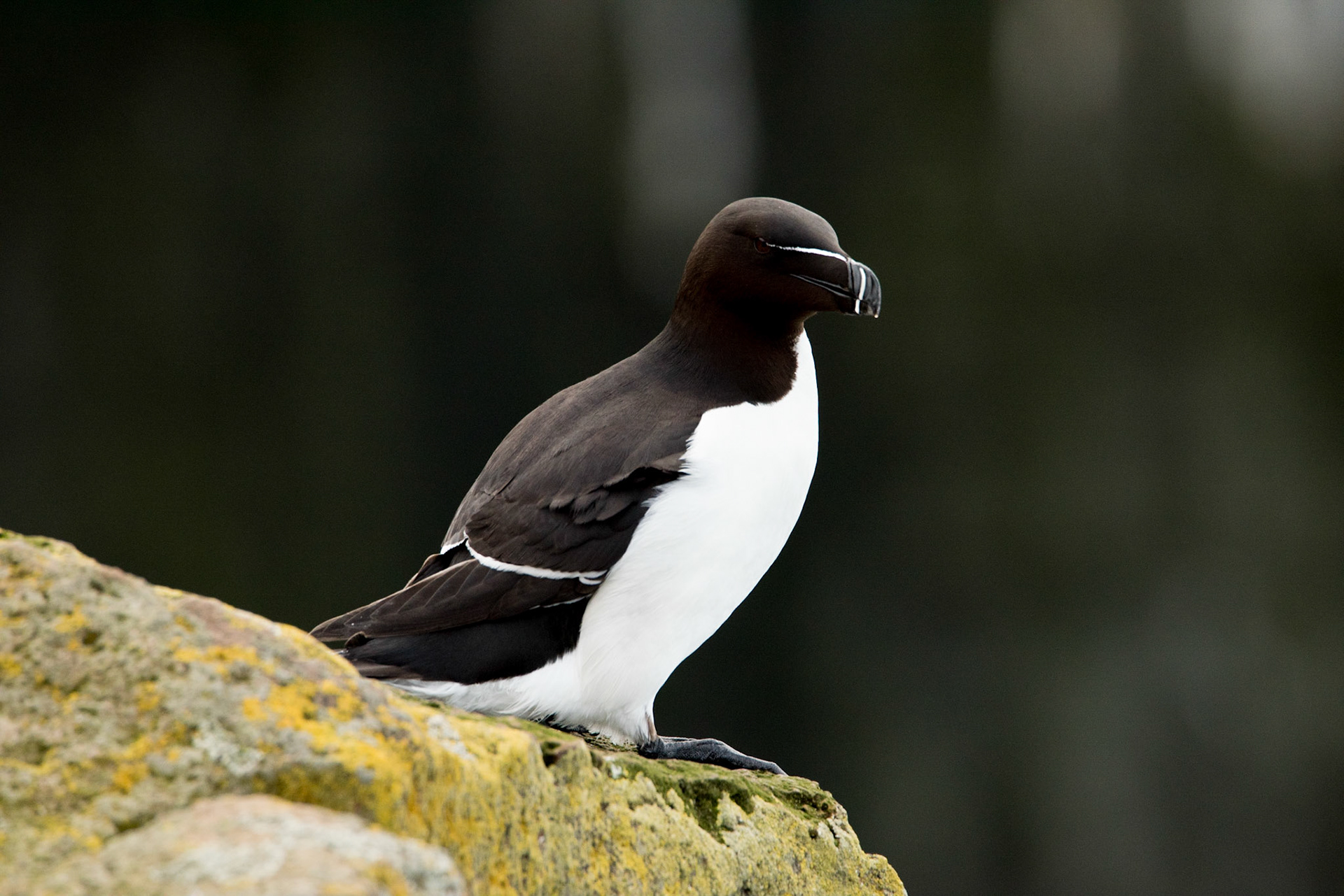 ©SVANA Razorbill (Alca torda) in Látrabjarg northwest Iceland. Látrabjarg, hosting millions of seabirds, is the world’s largest razorbill colony. Breeding razorbills spend only about three months in the colony but nine months at sea.