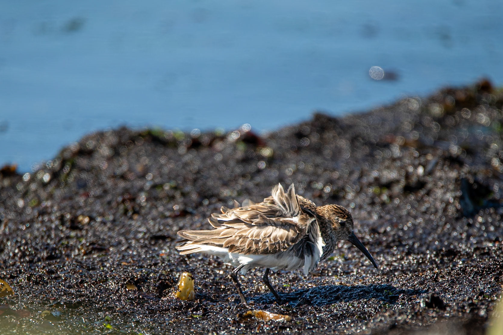 Lóuþræll -Dunlin,Calidris alpina, lóuþræll.