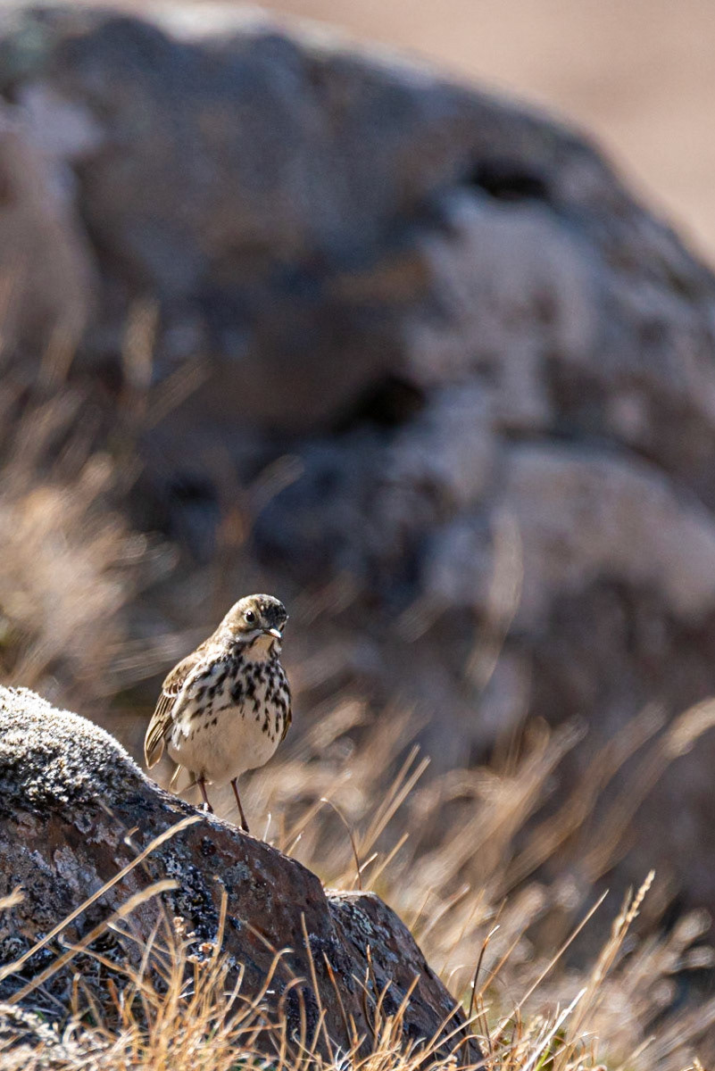 ©SVANA Meadow, Anthus pratensis,þúfutittlingur.