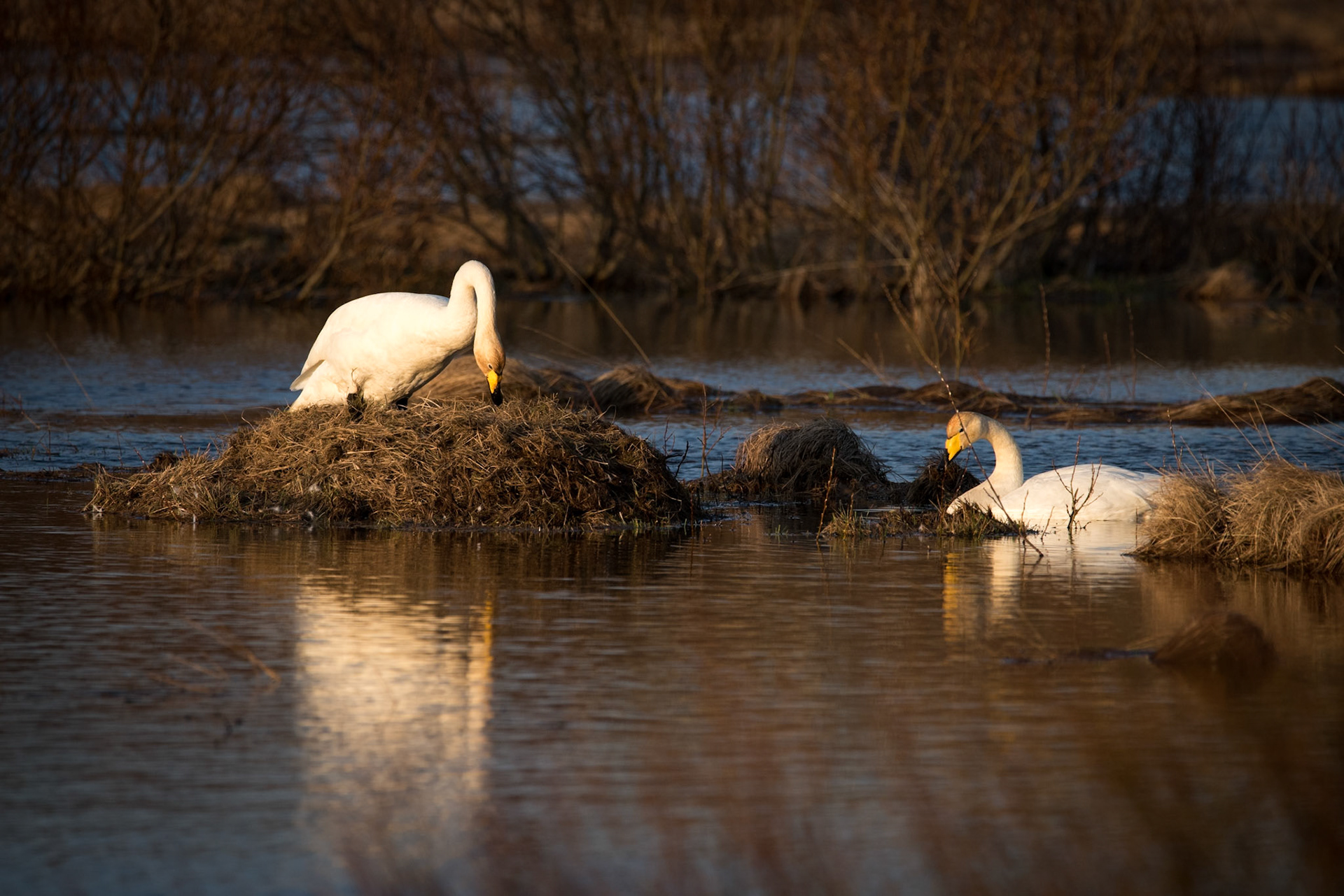 Svanur -Cygnus cygnus