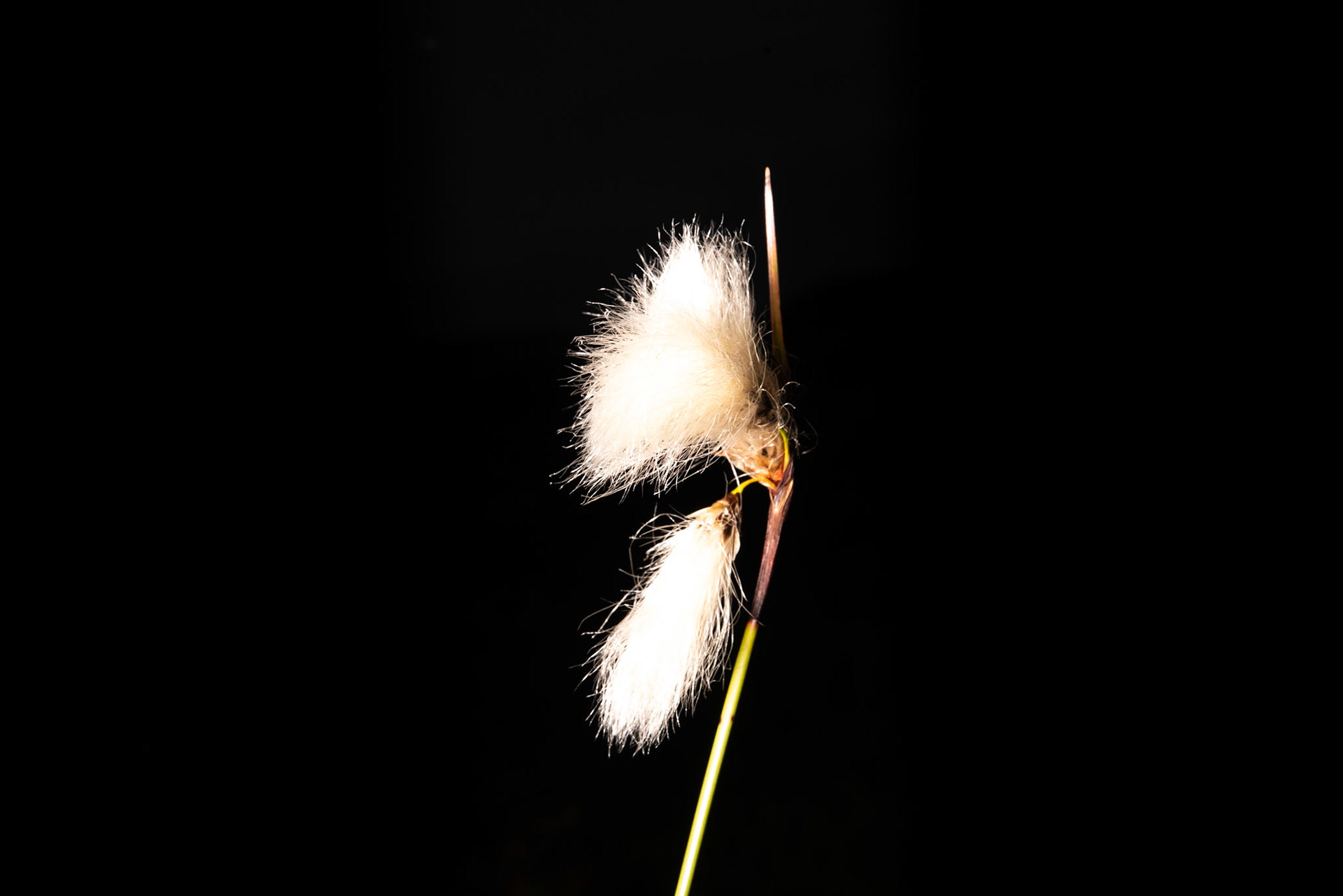 ©SVANA Common cottongrass, Eriophorum angustifolium,, klófífa.