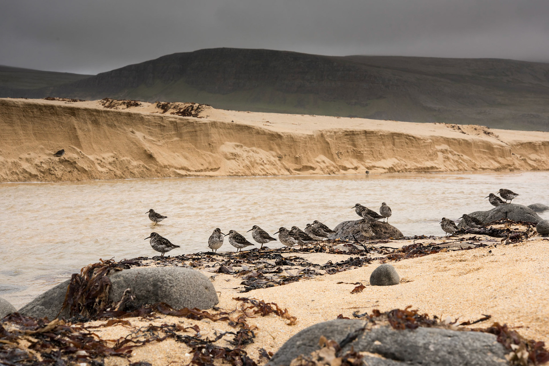 ©SVANA Calidris maritima