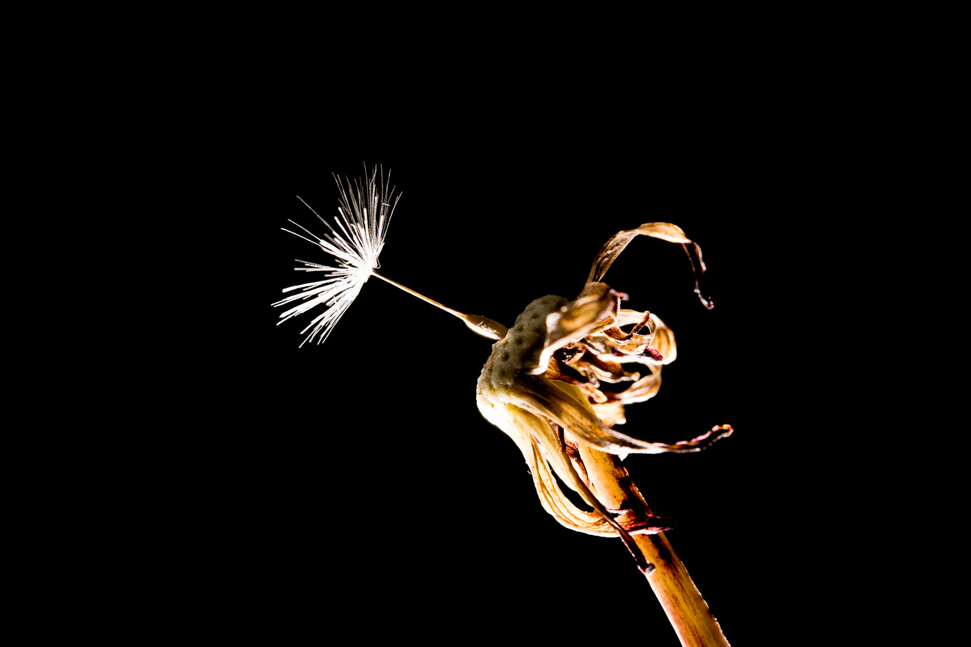 ©SVANA Taraxacum spp, biðukolla.