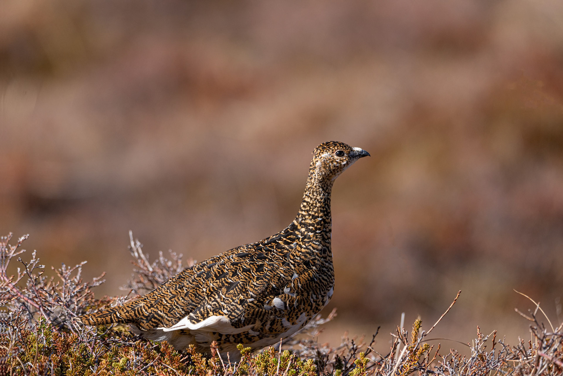 ©SVANA Rock ptarmigan, Lagopus mutus, rjúpa.