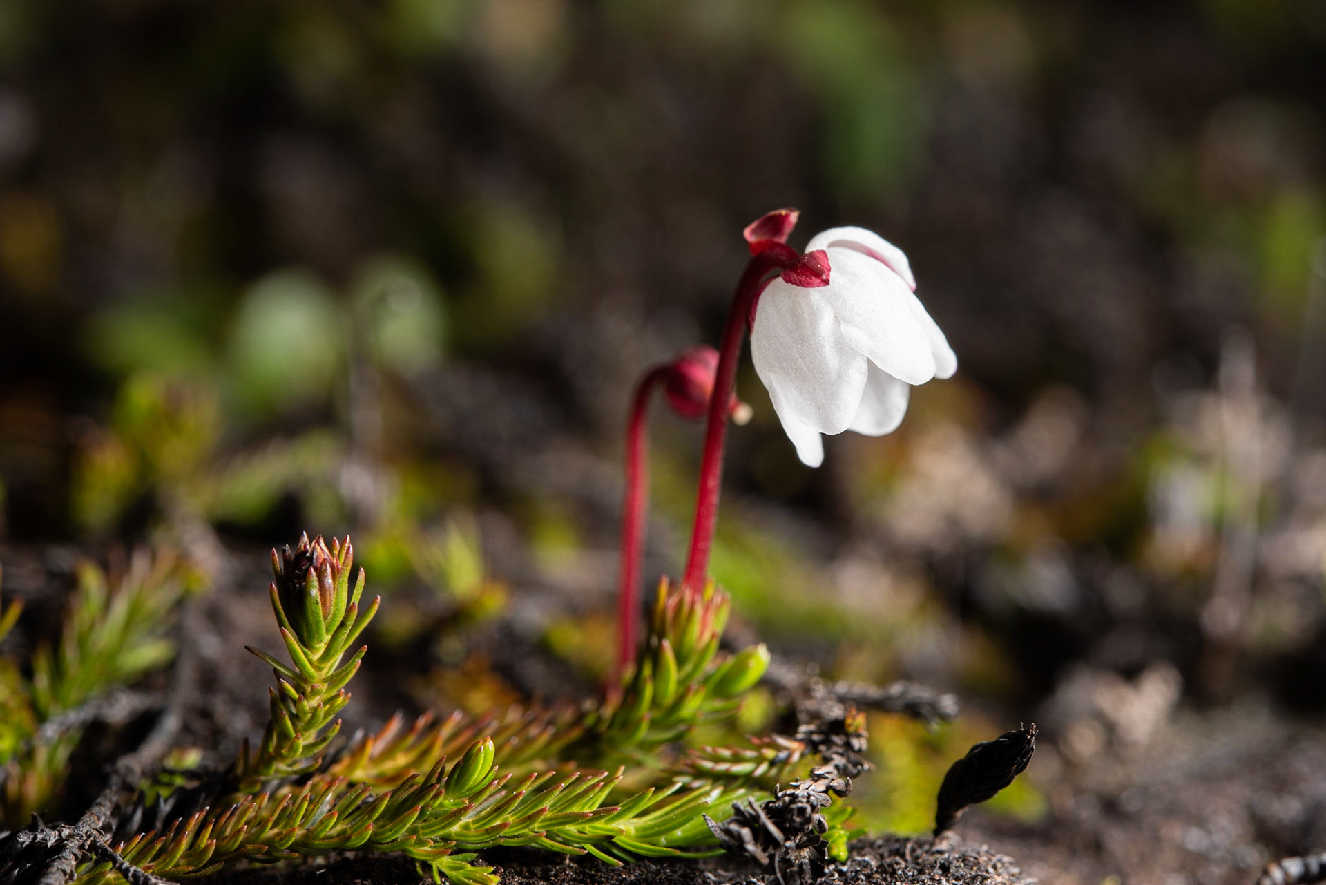 ©SVANA In Fjallabak Nature Reserve flovering Harrimanella, mosalyng.