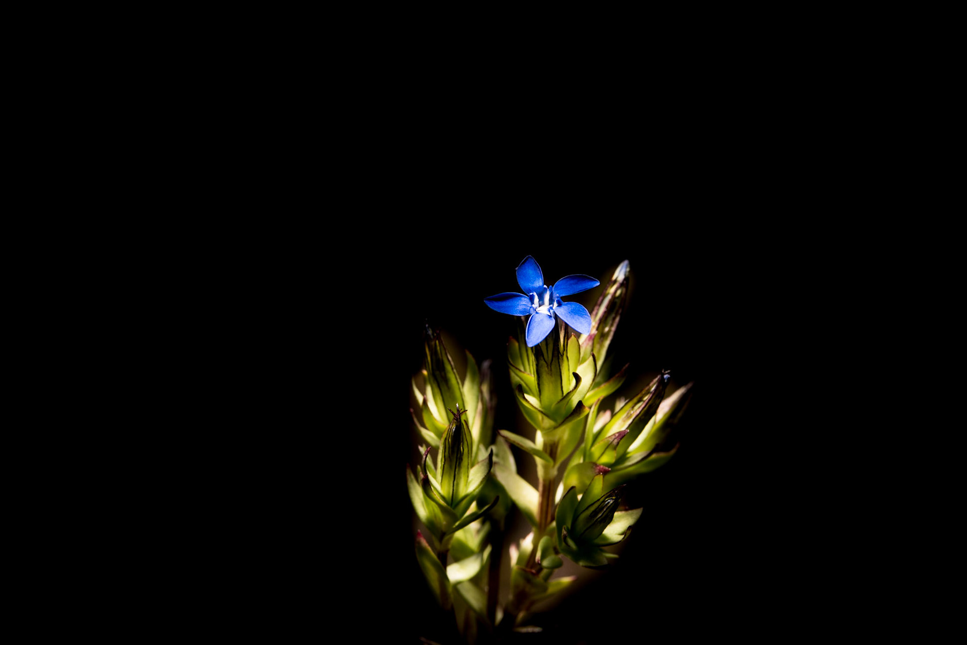 ©SVANA Gentiana nivalis, Snow Gentian, dýragras.
