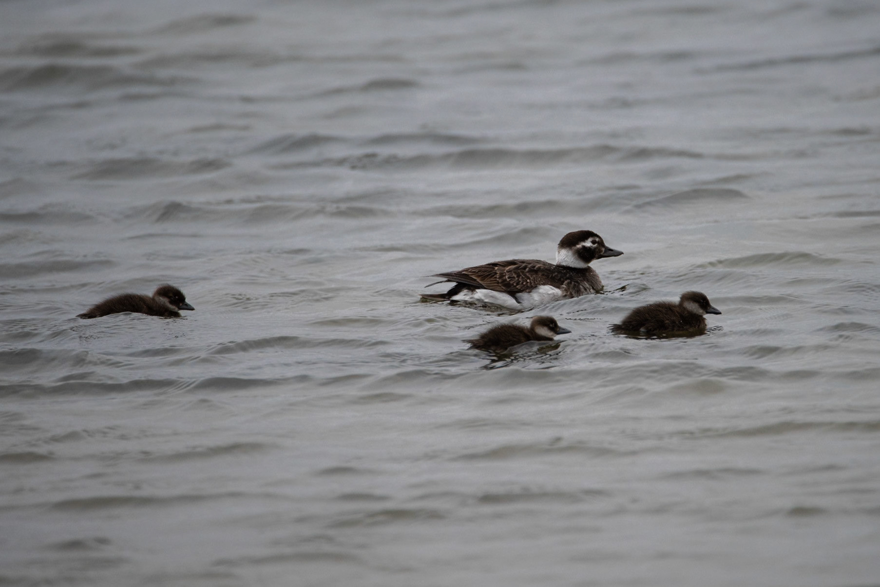 ©SVANA Long-tailed duck,Clangula hyemalis, hávella.