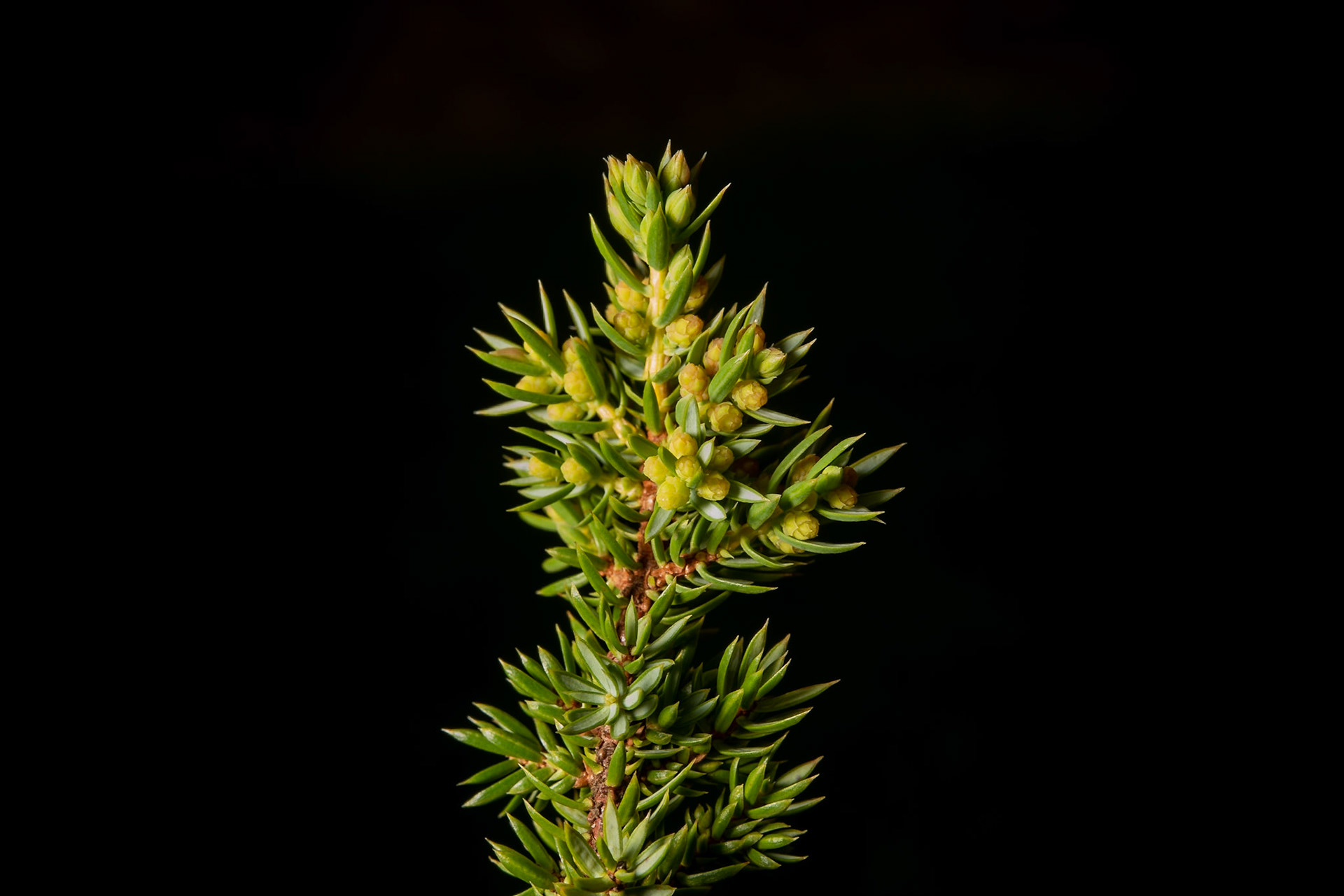©SVANA Common juniper, Juniperus communis, einir,