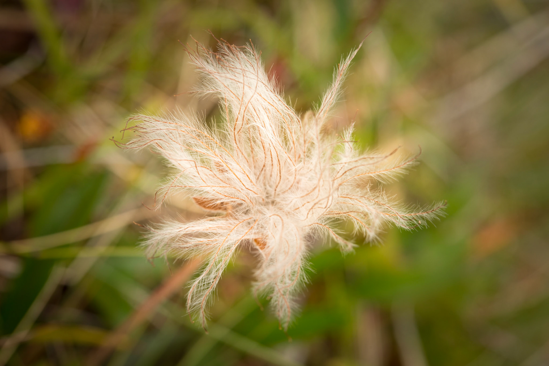 ©SVANA Mountain avens, Dryas octopetala, holtasóley. At this stage the Icelandic name is hárbrúða. Location: Ós, Skógarströnd, West Iceland.