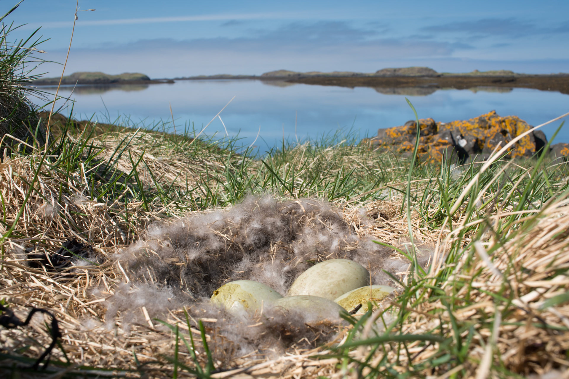 Æðafugl -The islands of Breiðafjörður are nesting sites for many species of birds. These belong to the Common Eider.