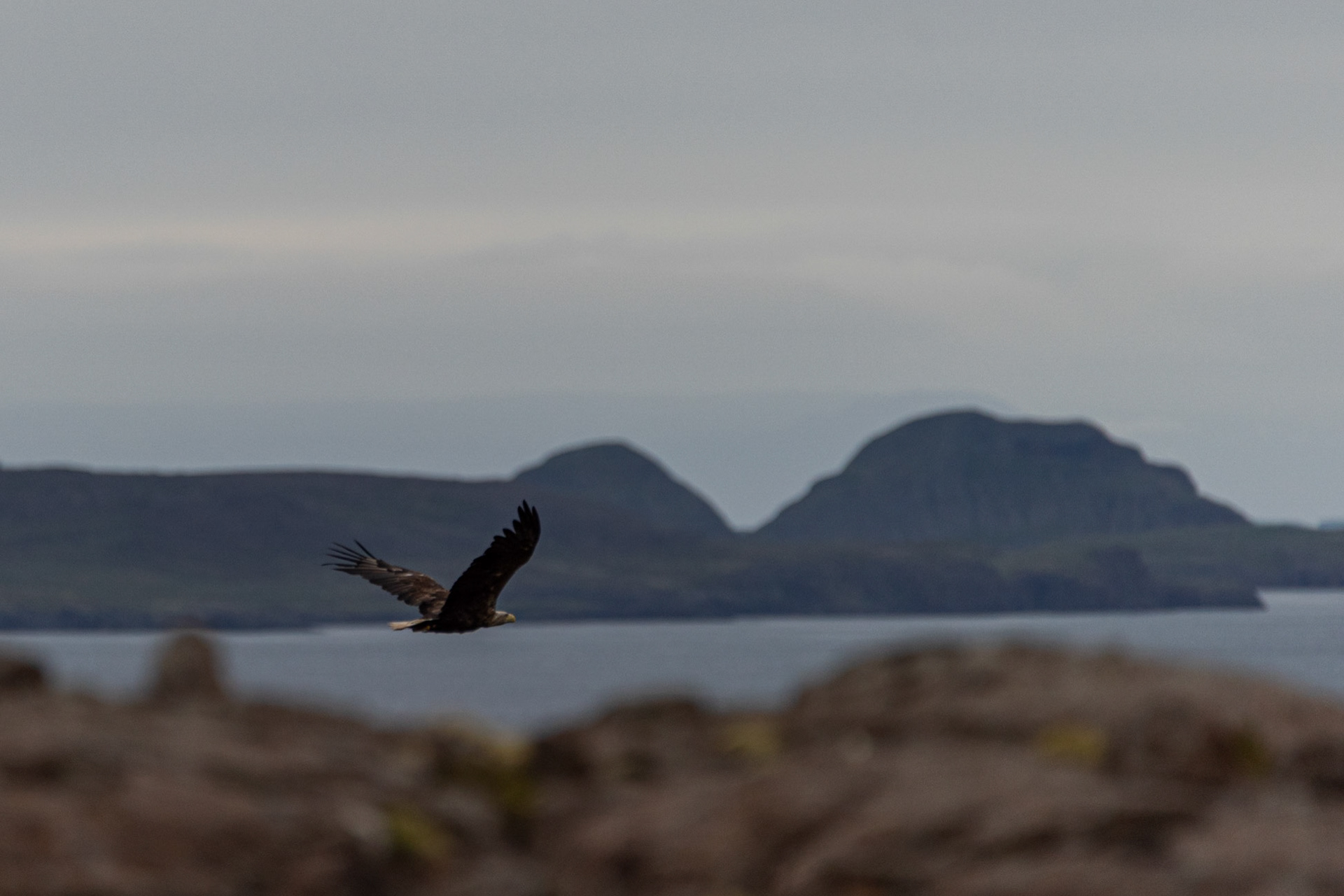 ©SVANA White-tailed eagle, the islands Dímonarklakkar seen in the back.