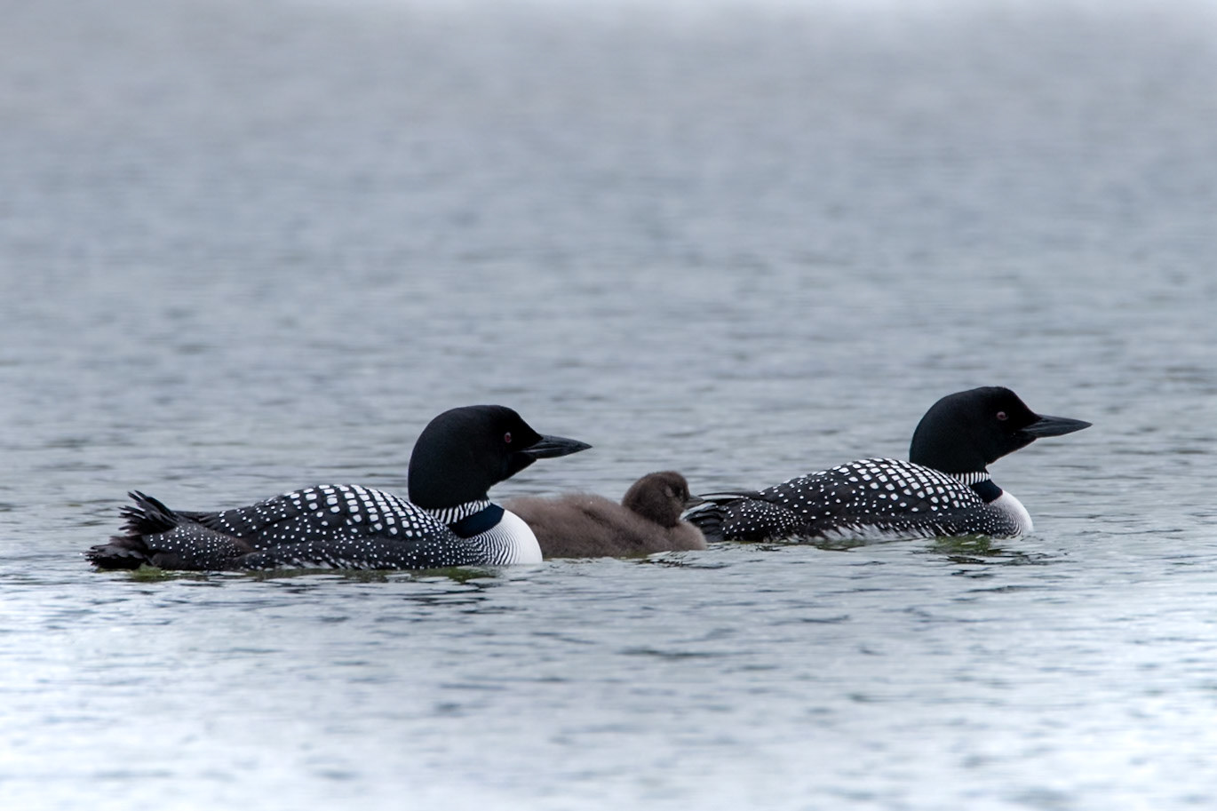 Himbrimi -Common loon.Gavia immer.