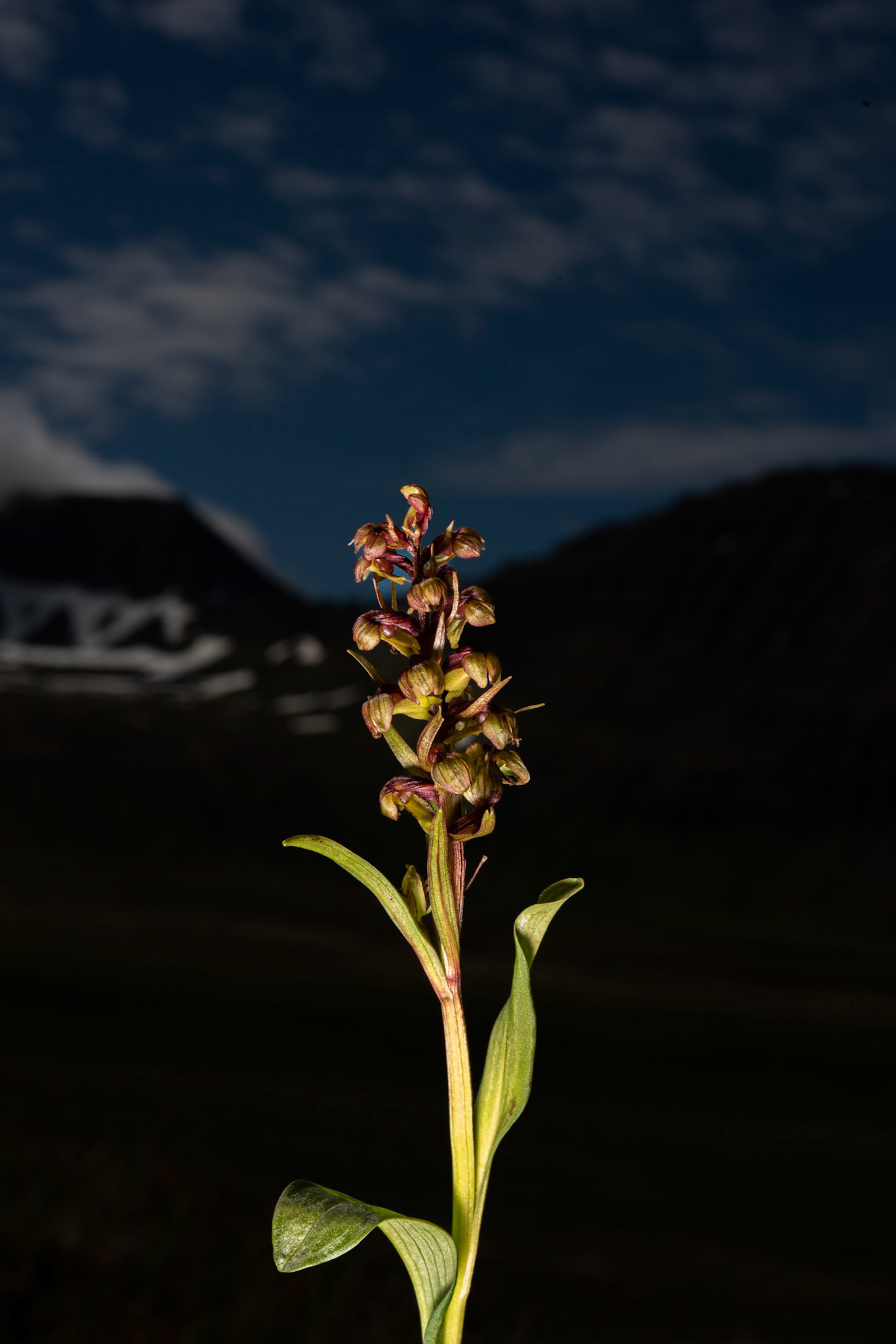 Long-bract Frog Orchid (Coeloglossum viride ), barnarót.