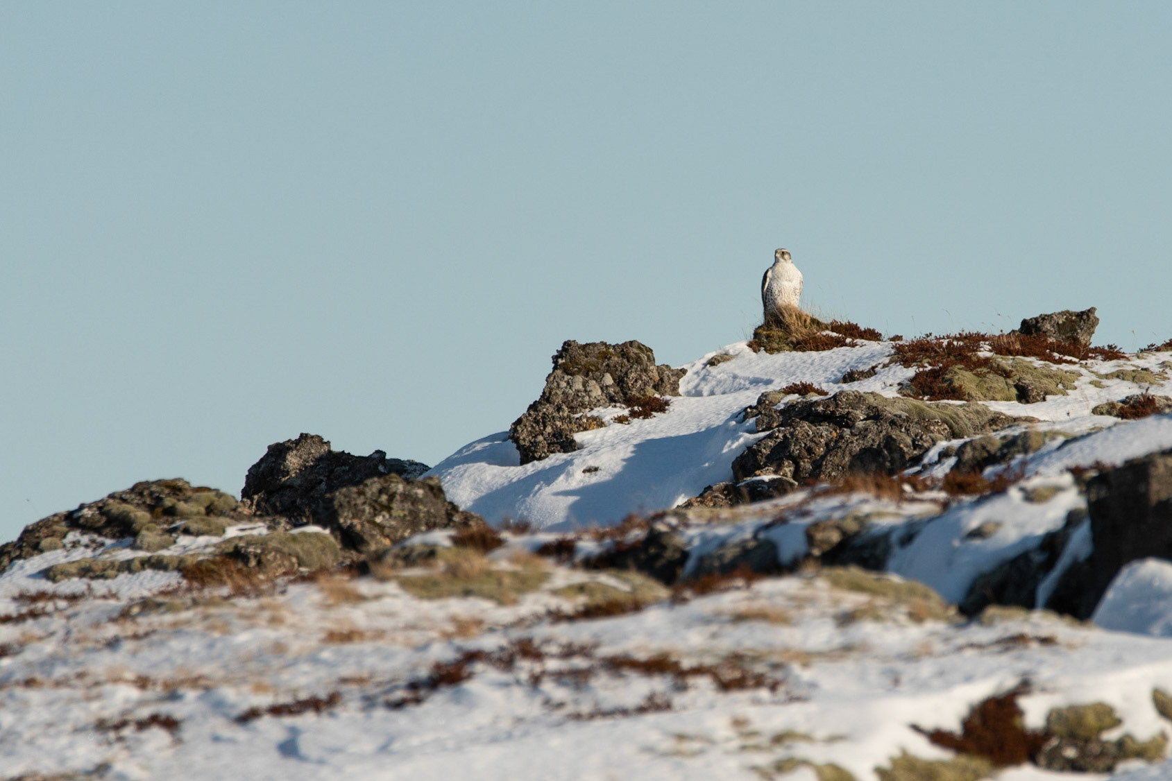 ©SVANA Gyrfalcon, Falco rusticolus, fálki.