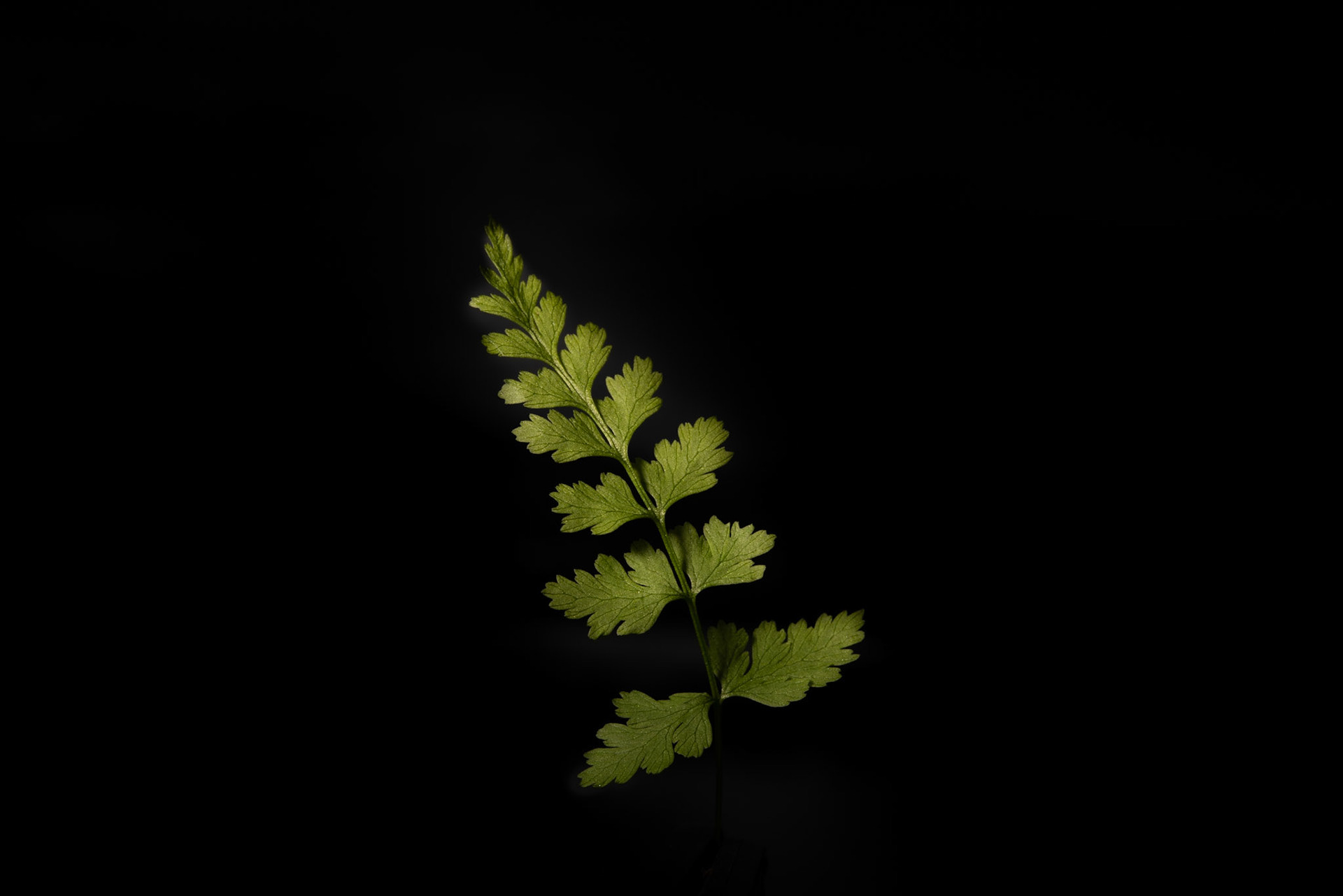 ©SVANA Fragile fern, Cystopteris fragilis , tófugras.