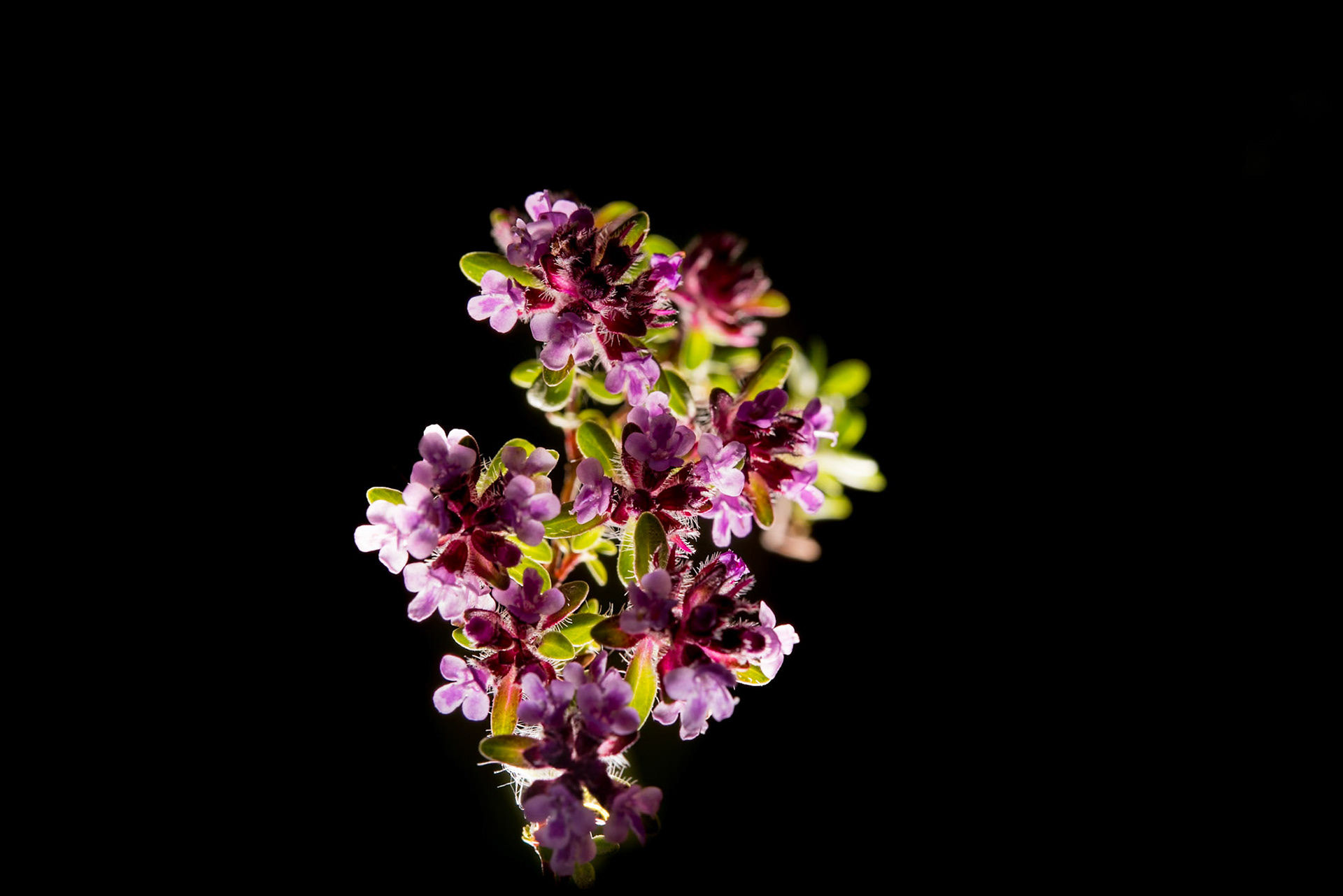 Blóðberg - Thymus praecox subsp. arcticus, creeping thyme, mother of thyme, blóðberg.