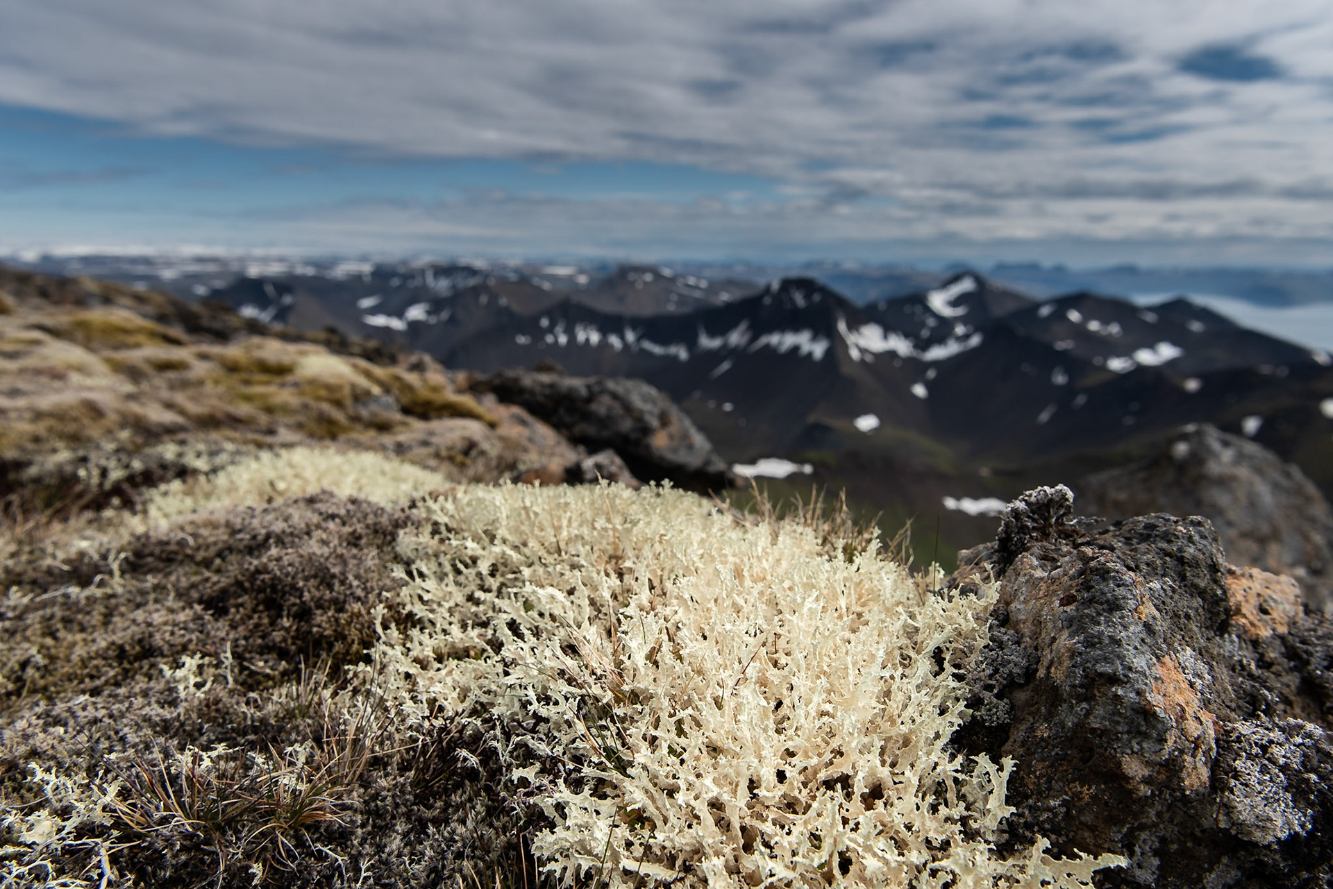 Maríugrös  -The lichen Flavocetraria nivalis growing on top on Kaldbakur largest of the Westfjords Alps.
