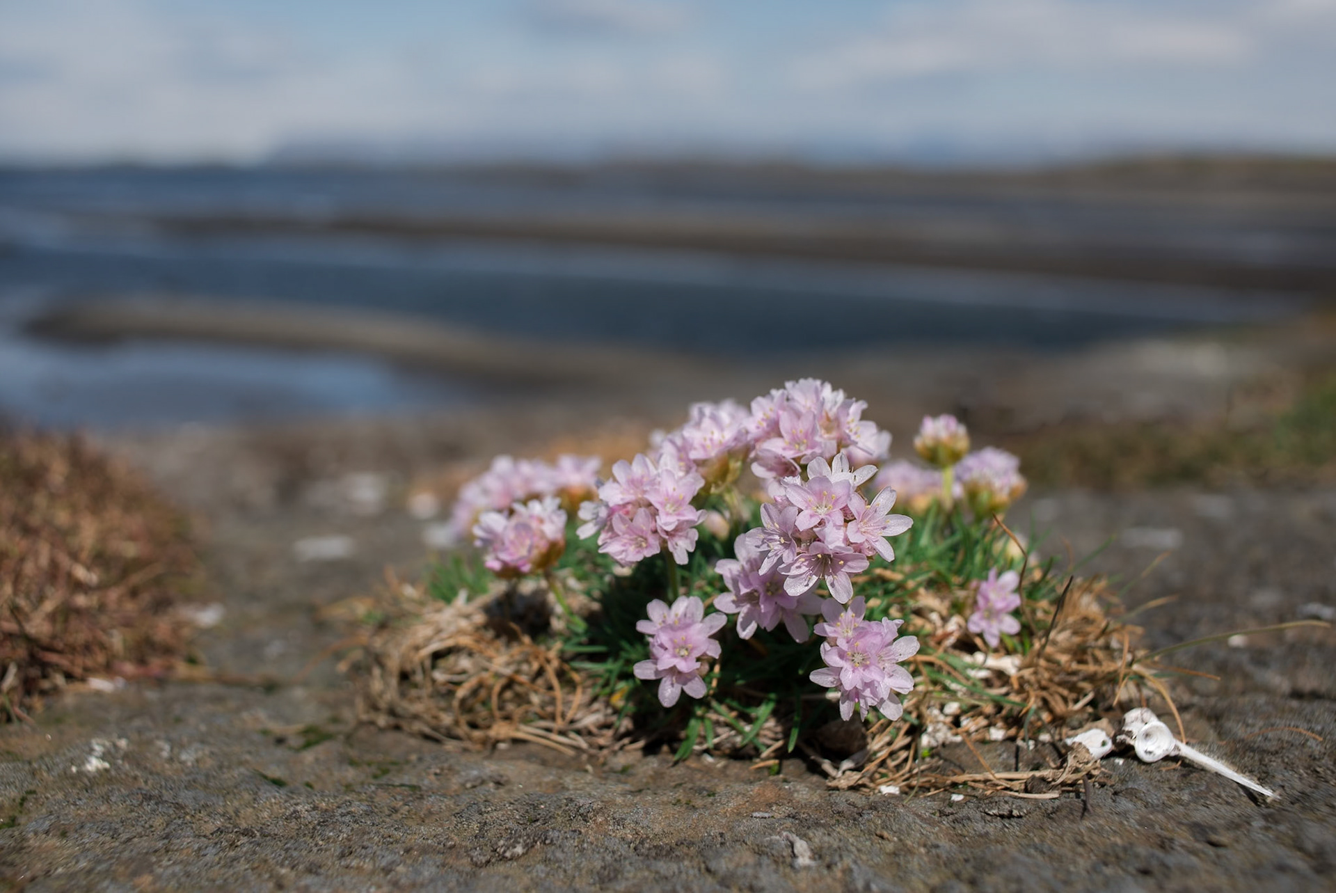 Gelldingahnappur. Ós-Sea thrift Armeria maritima, geldingahnappur in Icelandic, can grow in sandy, saline and infertile conditions. Location: Ós, Skógarströnd, Snæfellsnes, West Iceland.