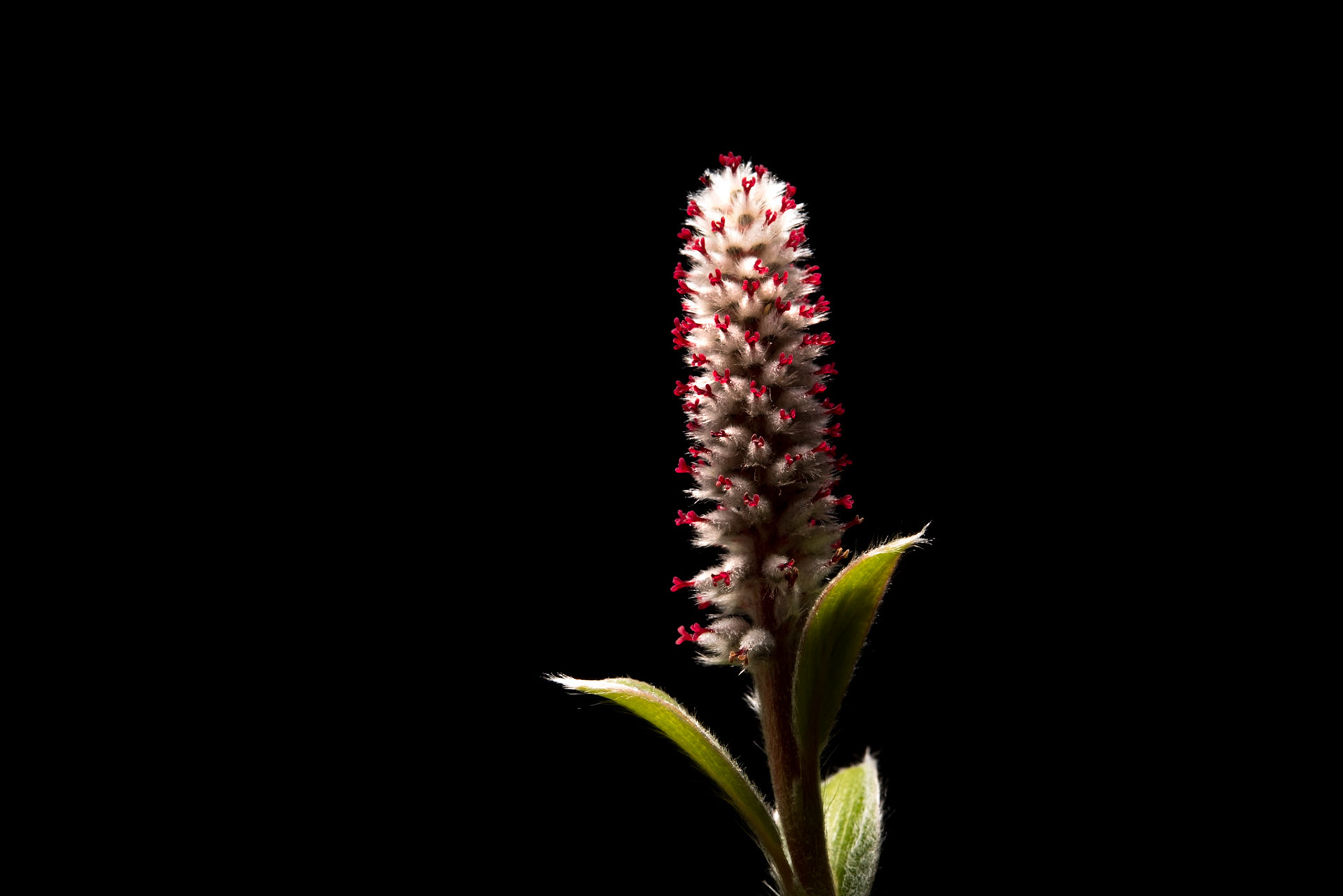 ©SVANA Arctic willow, Salix arctica, grávíðir.