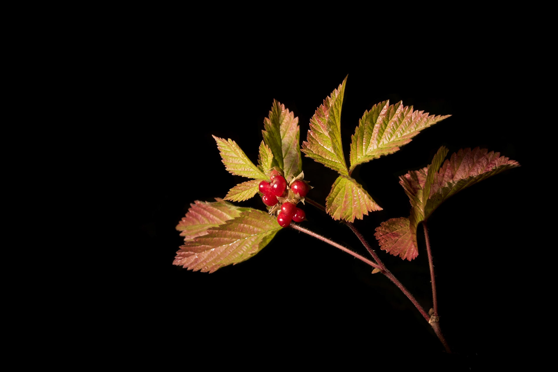 Hrútaber - Stone bramble, Rubus saxatilis, hrútaber.