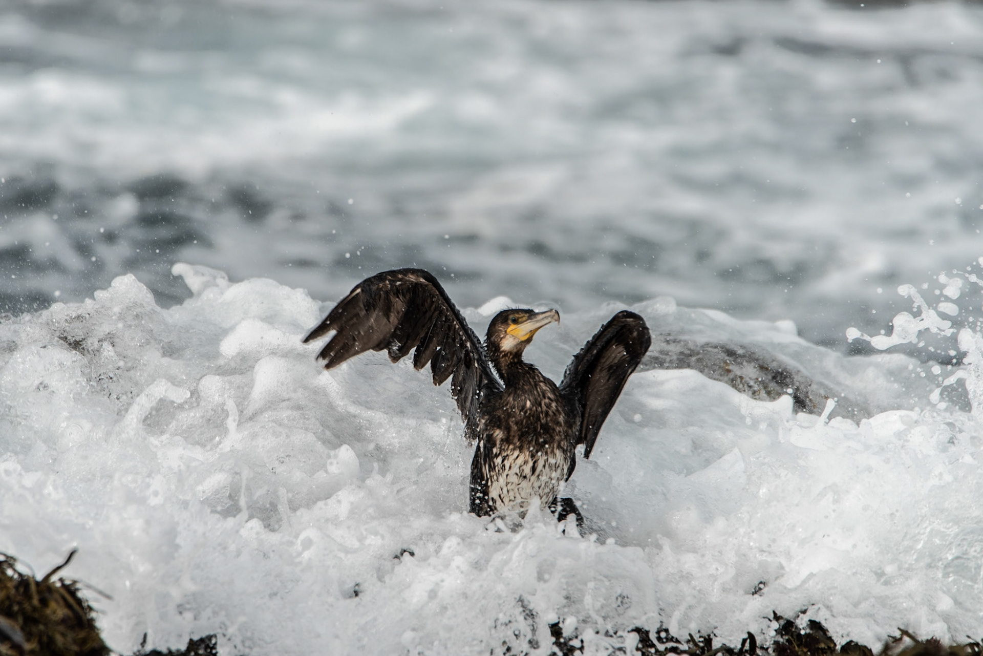 Skarfur -Great Cormorant, a young bird on the shore at Reykjanes.-Great Cormorant, a young bird on the shore at Reykjanes.
