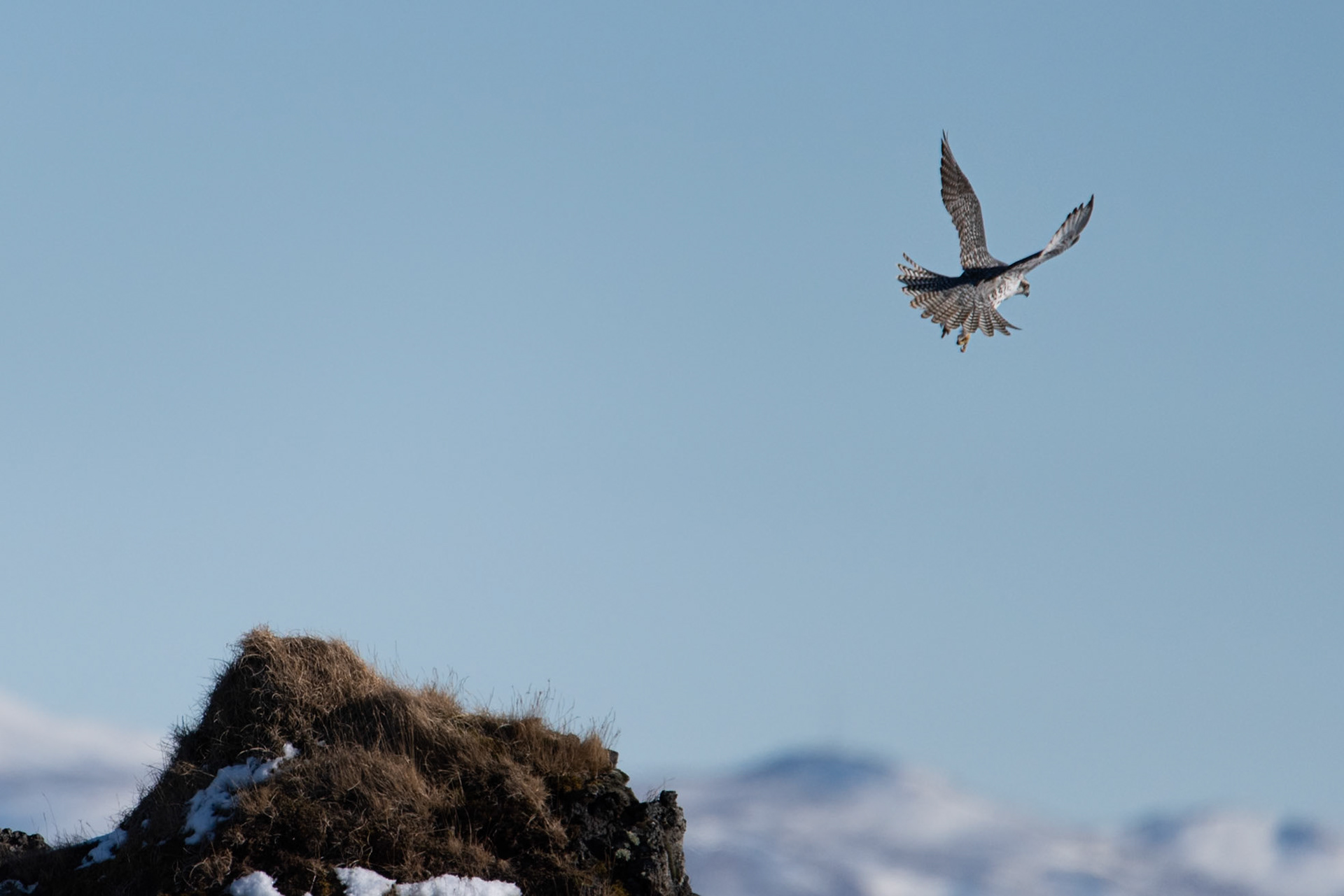 Fálki -Gyrfalcon, Falco rusticolus.fálki.