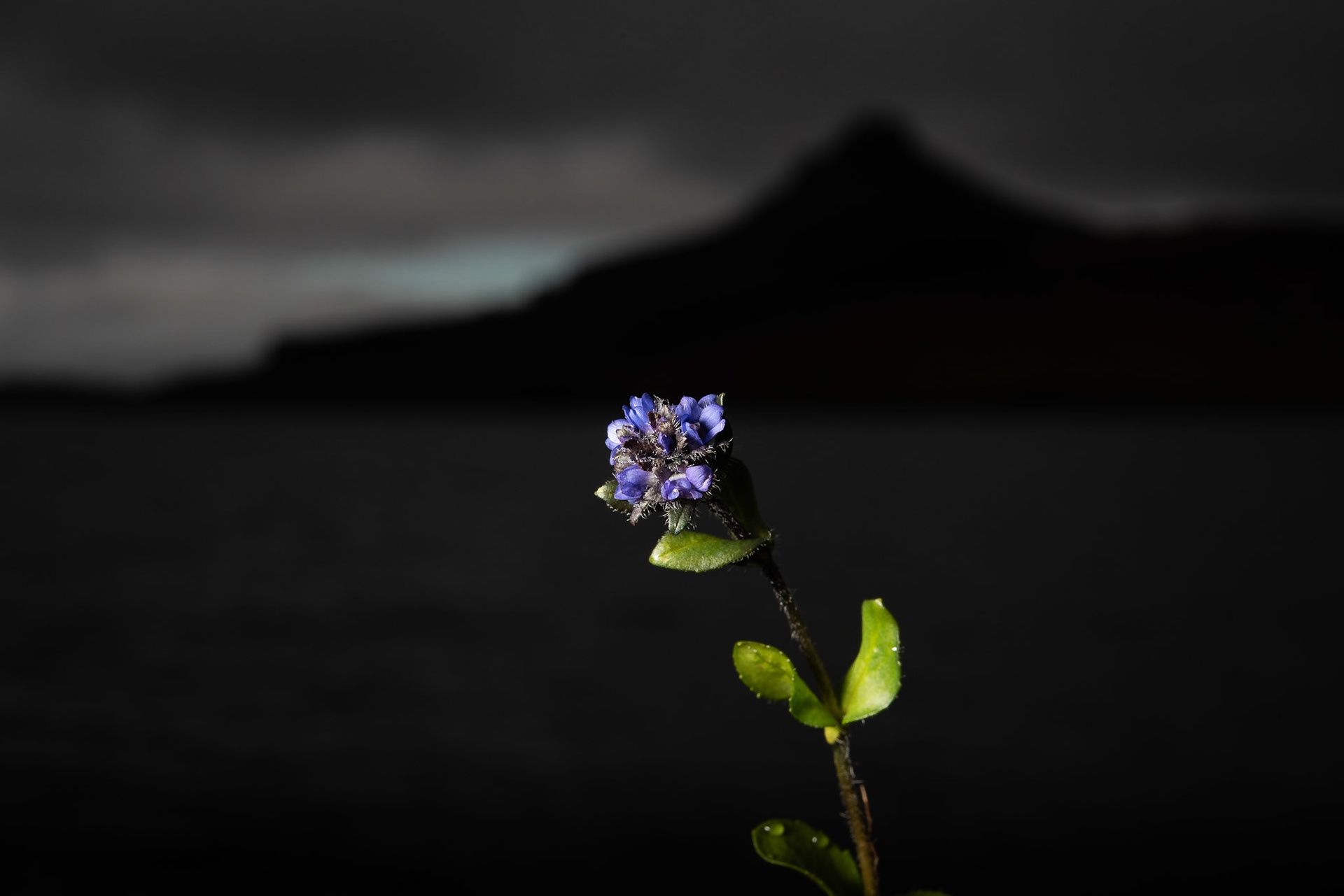 ©SVANA Alpine Speedwell, eronica alpina, fjalldepla.