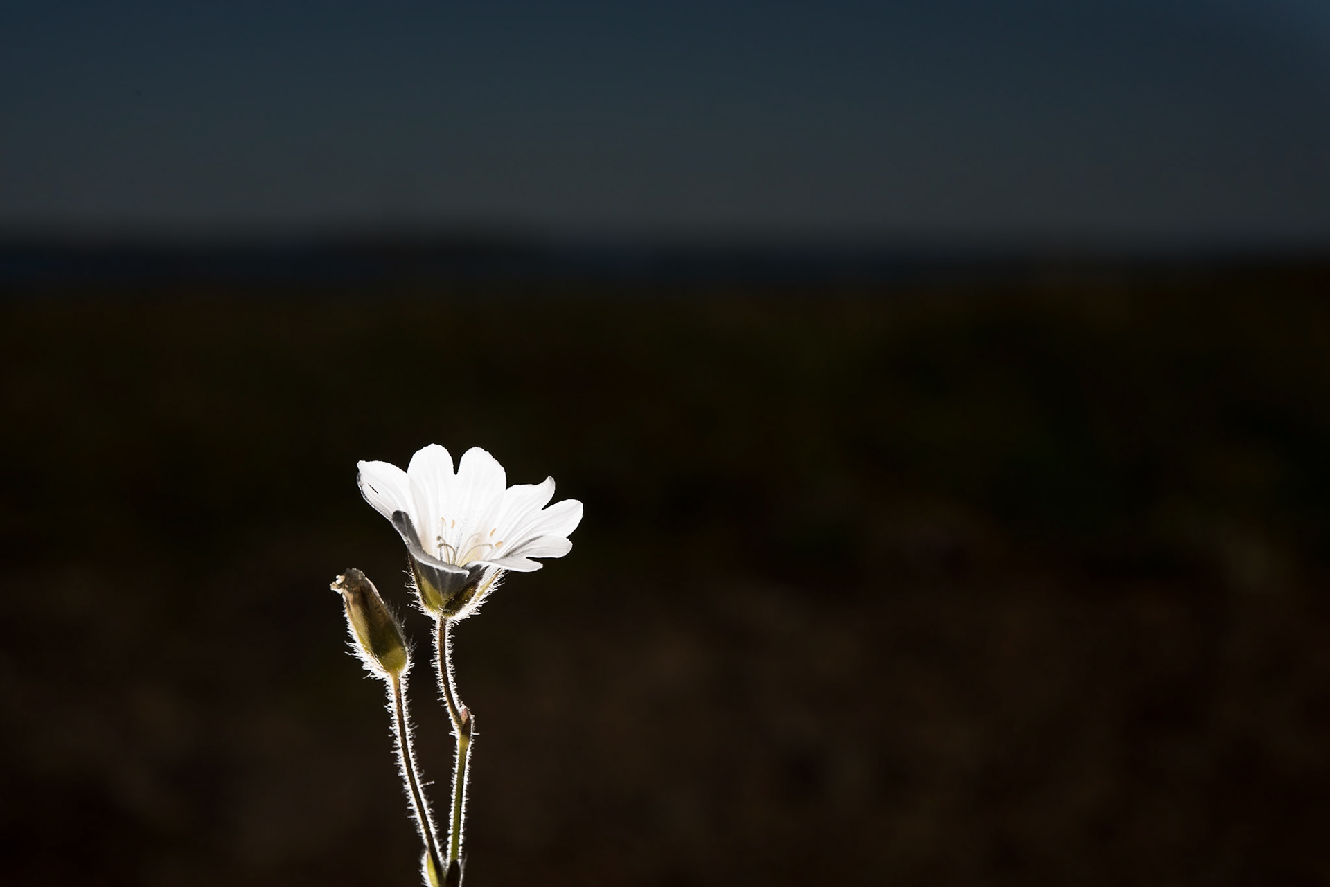 ©SVANA  Cerastium alpinum, alpine mouse-ear,, músareyra.