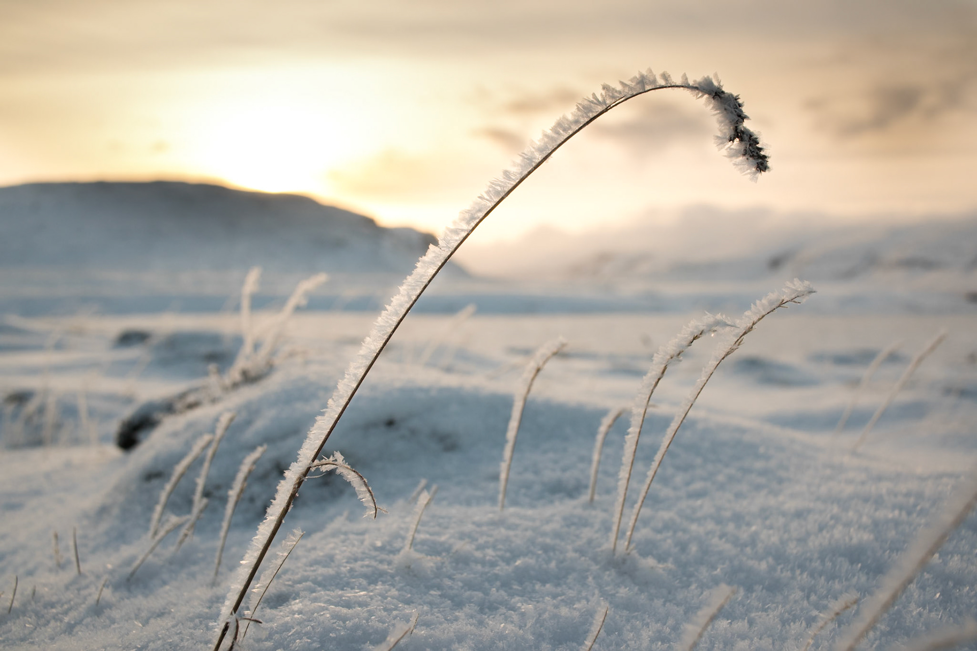 ©SVANA The straws are still standing, despite winter storms and icy “leaves”.Location: Ós, Skógarströnd, West Iceland