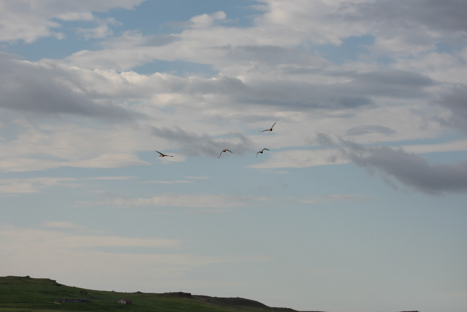 ©SVANA Black-tailed godwit. Limosa limosa,Jaðrakan.