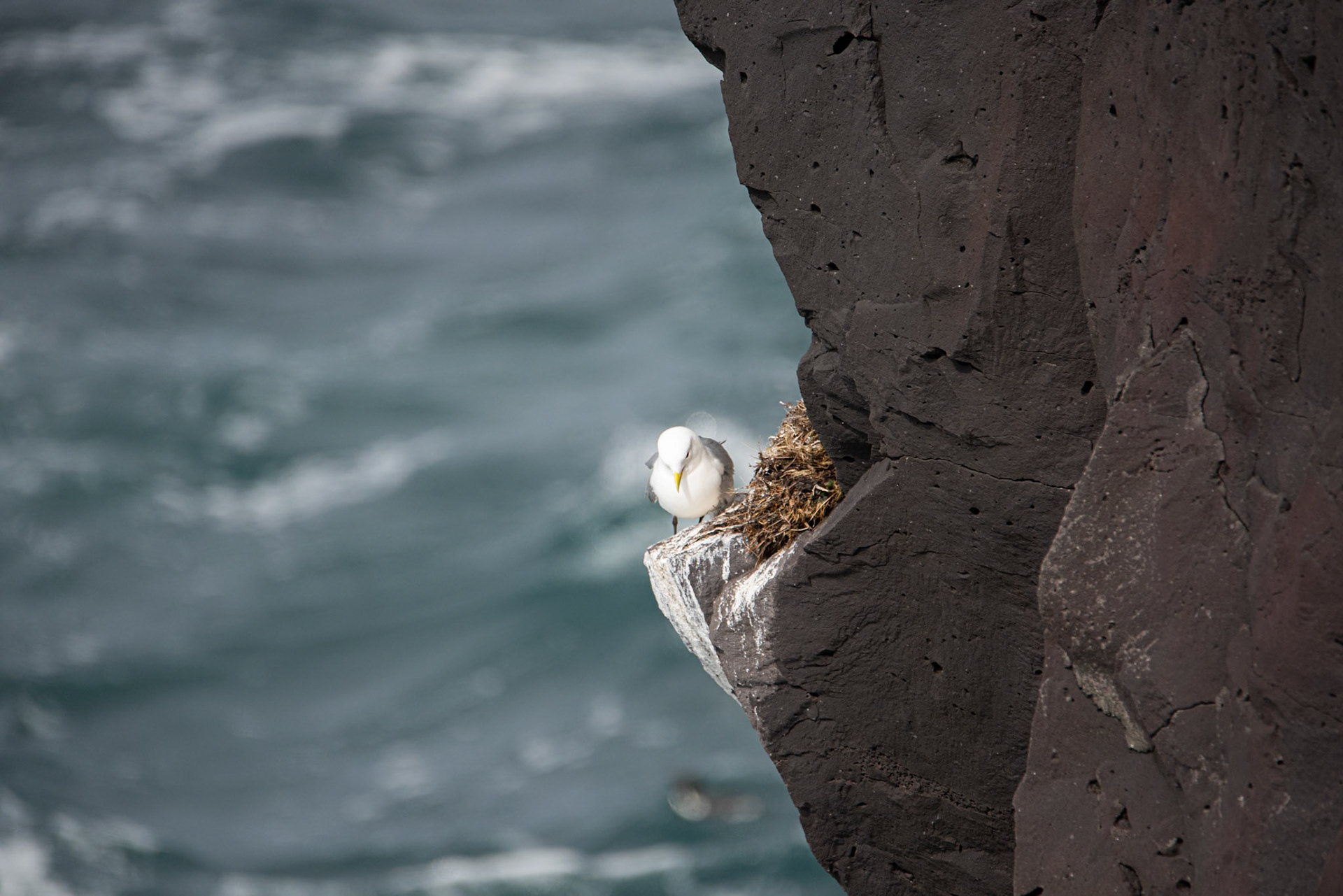 Rita -Black-legged kittiwake, Rissa tridactyla,rita.