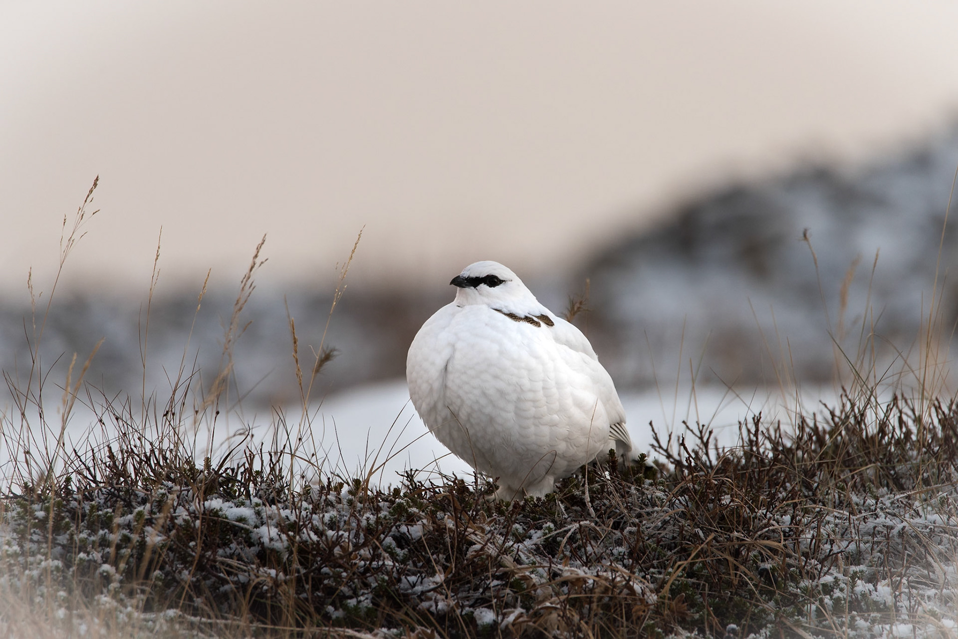 ©SVANA Rock ptarmigan (Lagopus muta).