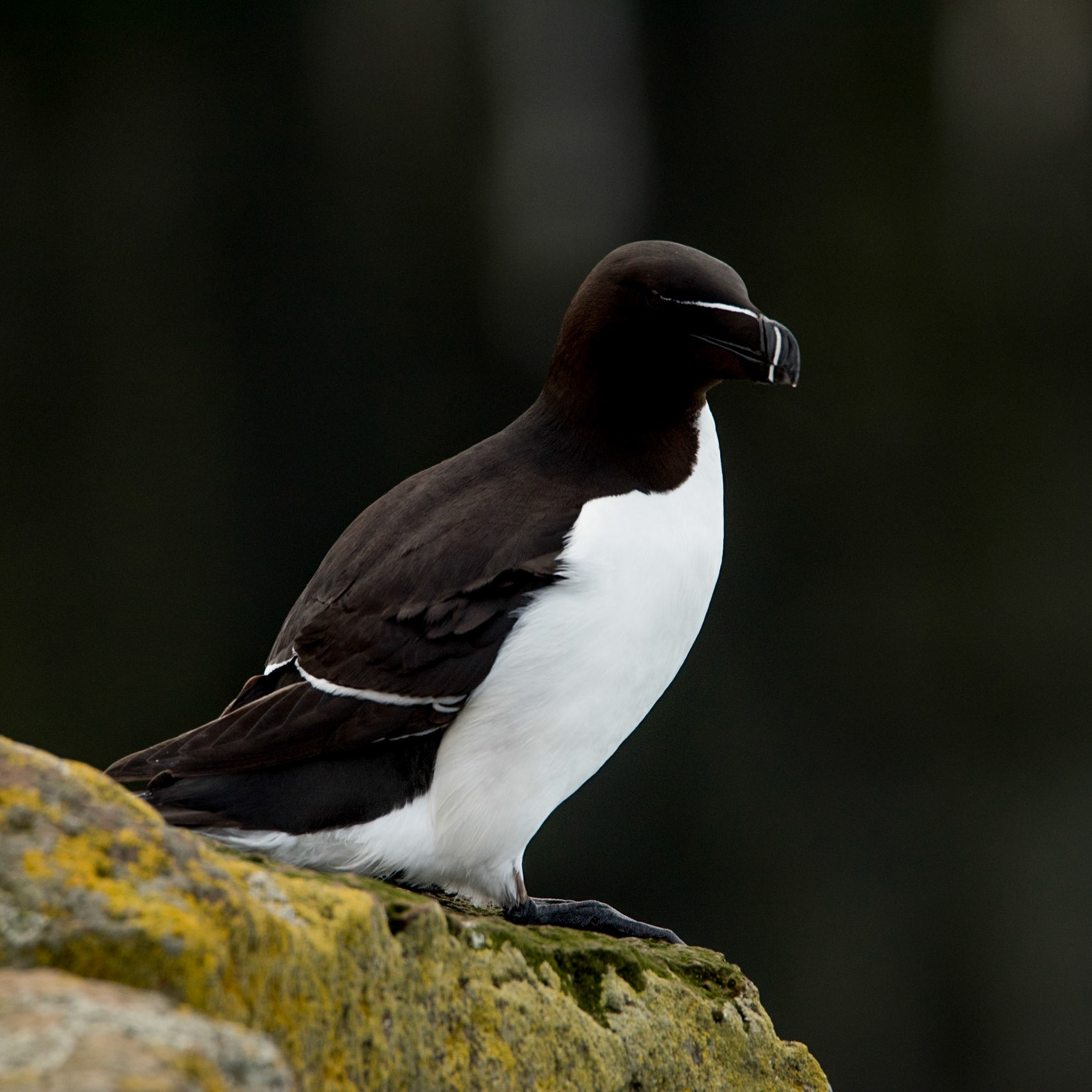 Álka -Razorbill (Alca torda) in Látrabjarg northwest Iceland. Látrabjarg, hosting millions of seabirds, is the world’s largest razorbill colony. Breeding razorbills spend only about three months in the colony but nine months at sea.