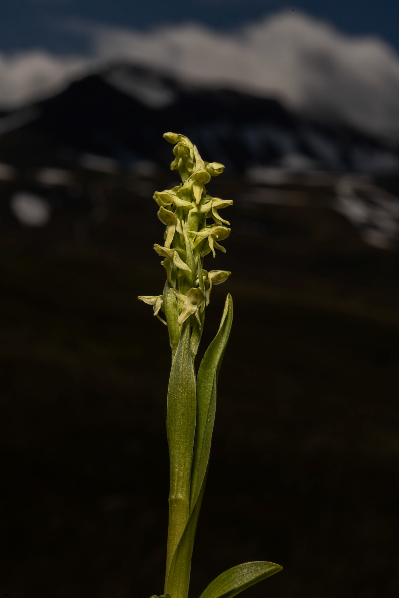 The northern green orchid (Platanthera hyperborea), friggjargras.