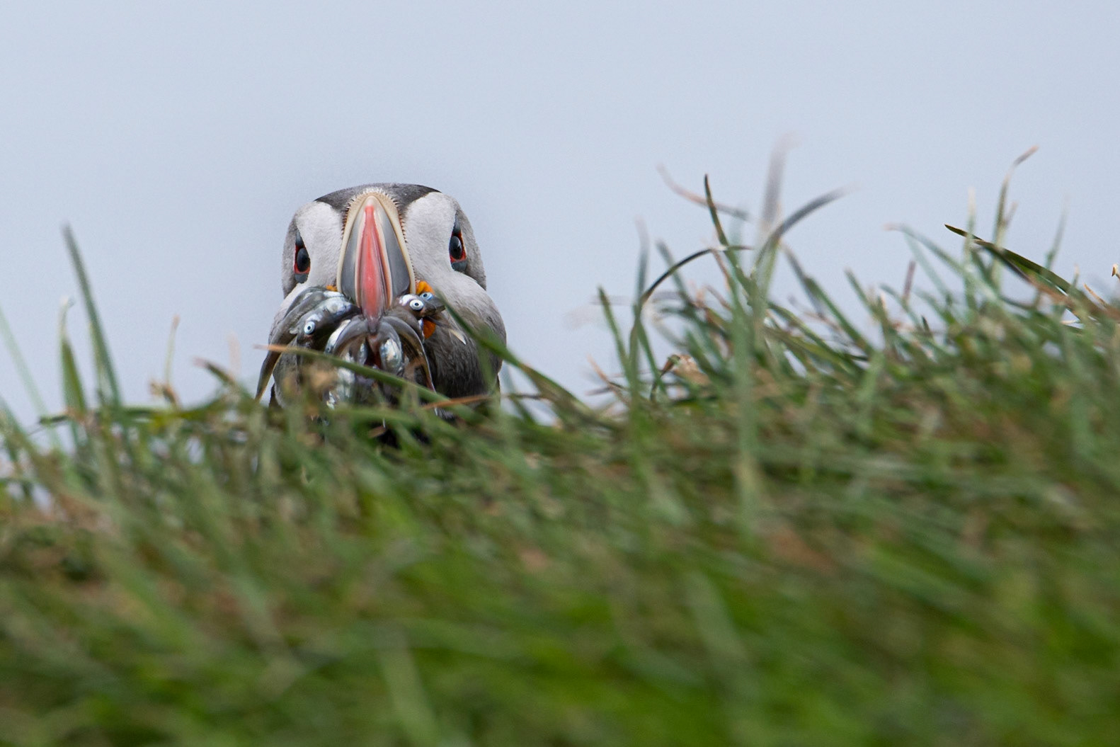 Puffins (Fratercula arctica), lundi.