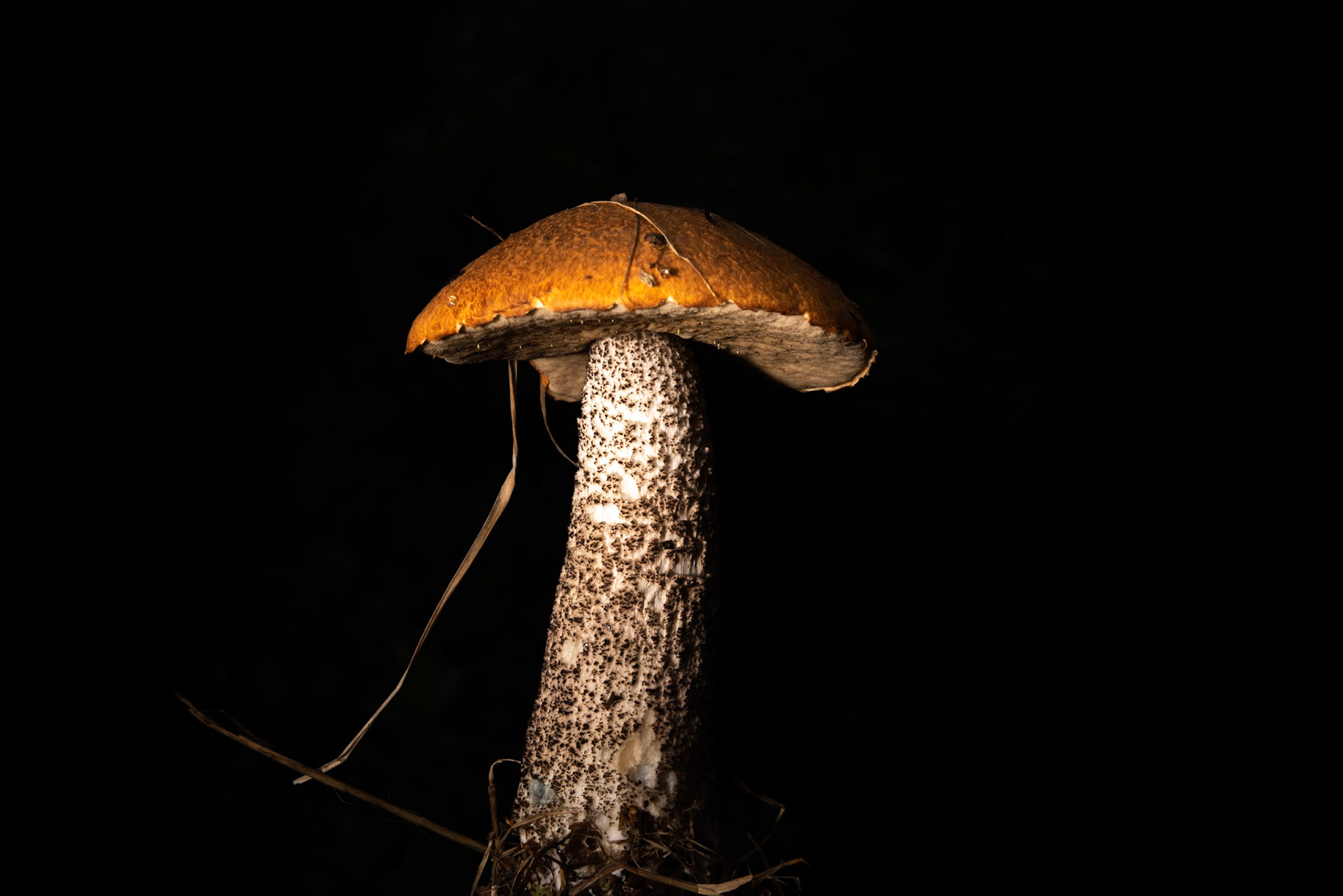 ©SVANA Leccinum versipelle, rauðhetta.