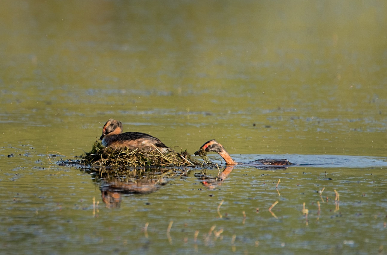 ©SVANA Horned grebe building a nest on a lake near Reykjavík.