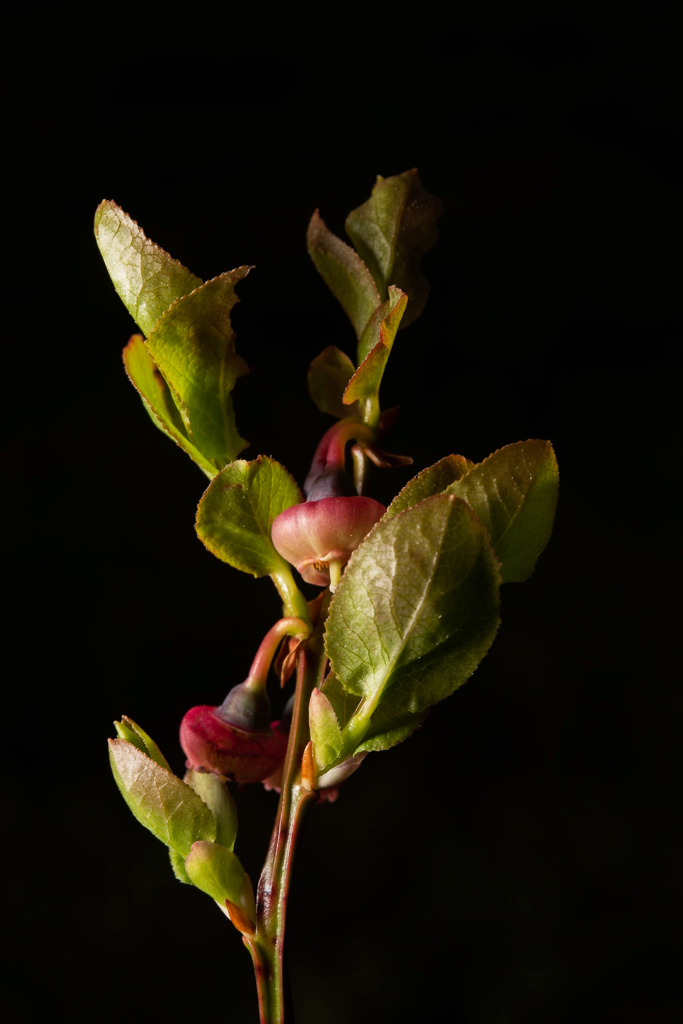 ©SVANA  Bog bilberry, Vaccinium uliginosum, bláberjalyng.